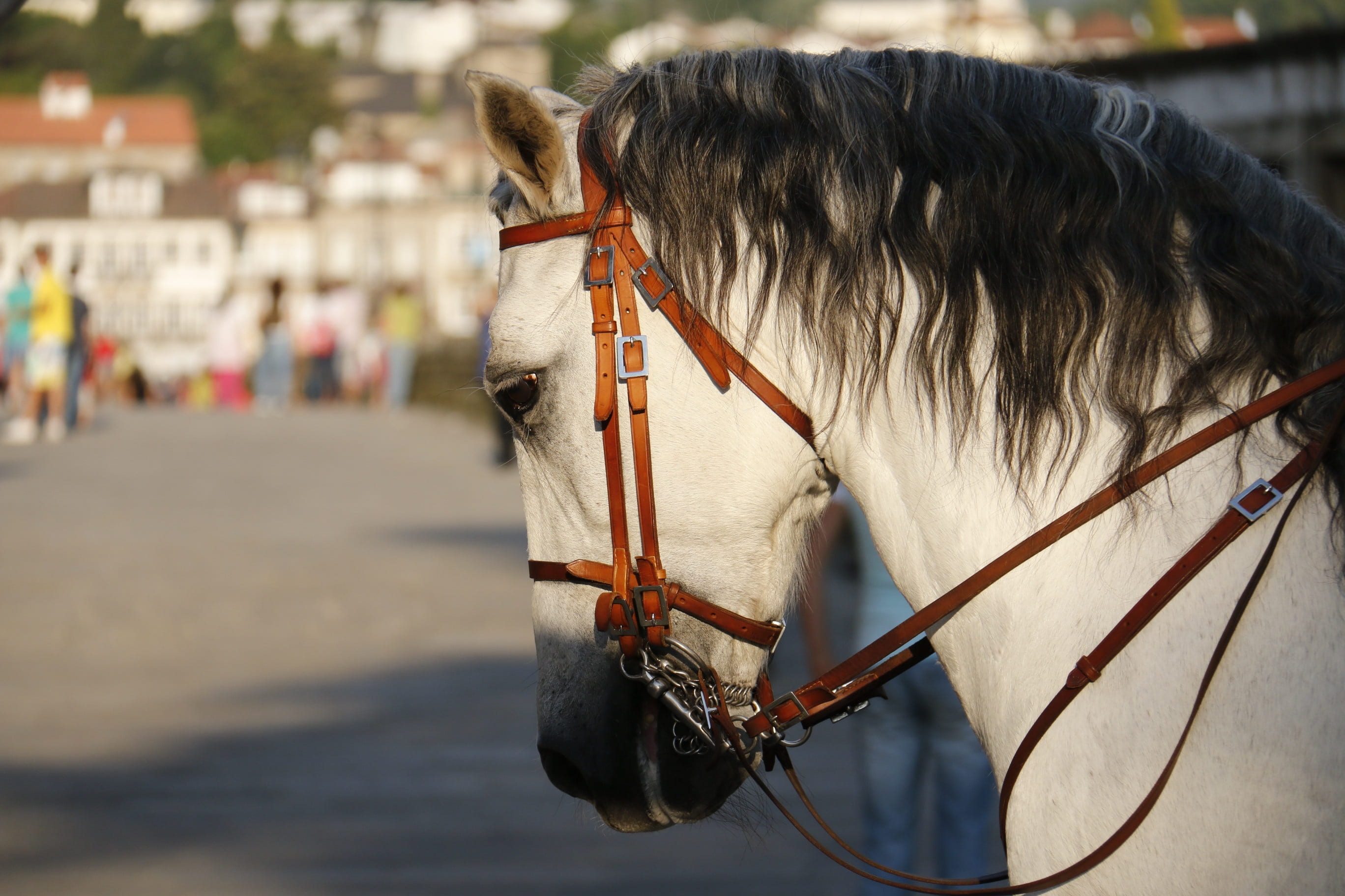 animal head, domestic, brown, encyclopedia, animal body part, head, focus on foreground, bridle, livestock, nature, tiredness, white, animal, farm, domestic animals, HD Wallpaper