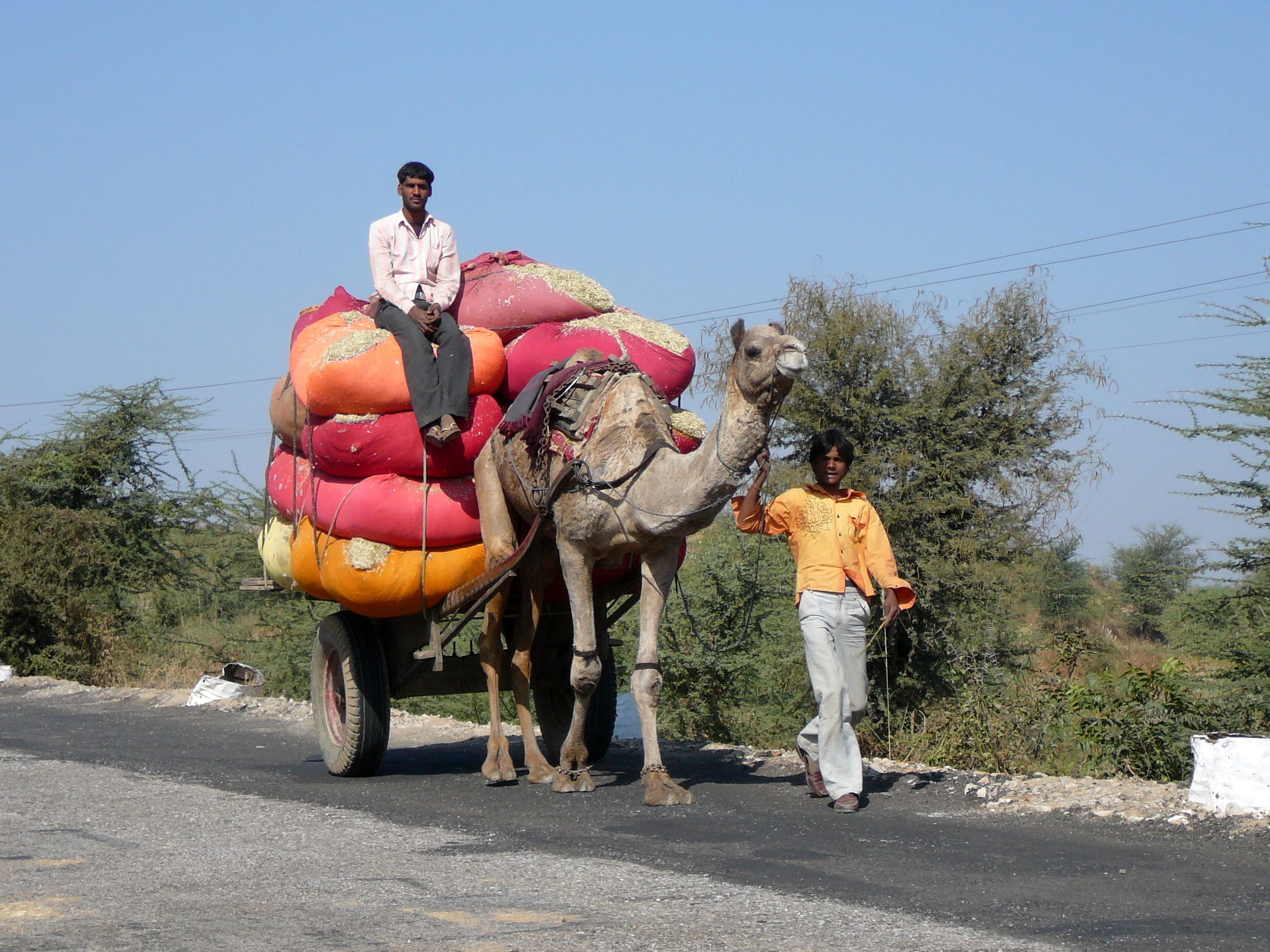 riding, clear sky, full length, traffic, pets, domestic, Desert, India, 2K, adult, Ship, men, overloaded, outdoors, sky, real people, transportation, mammal, HD Wallpaper