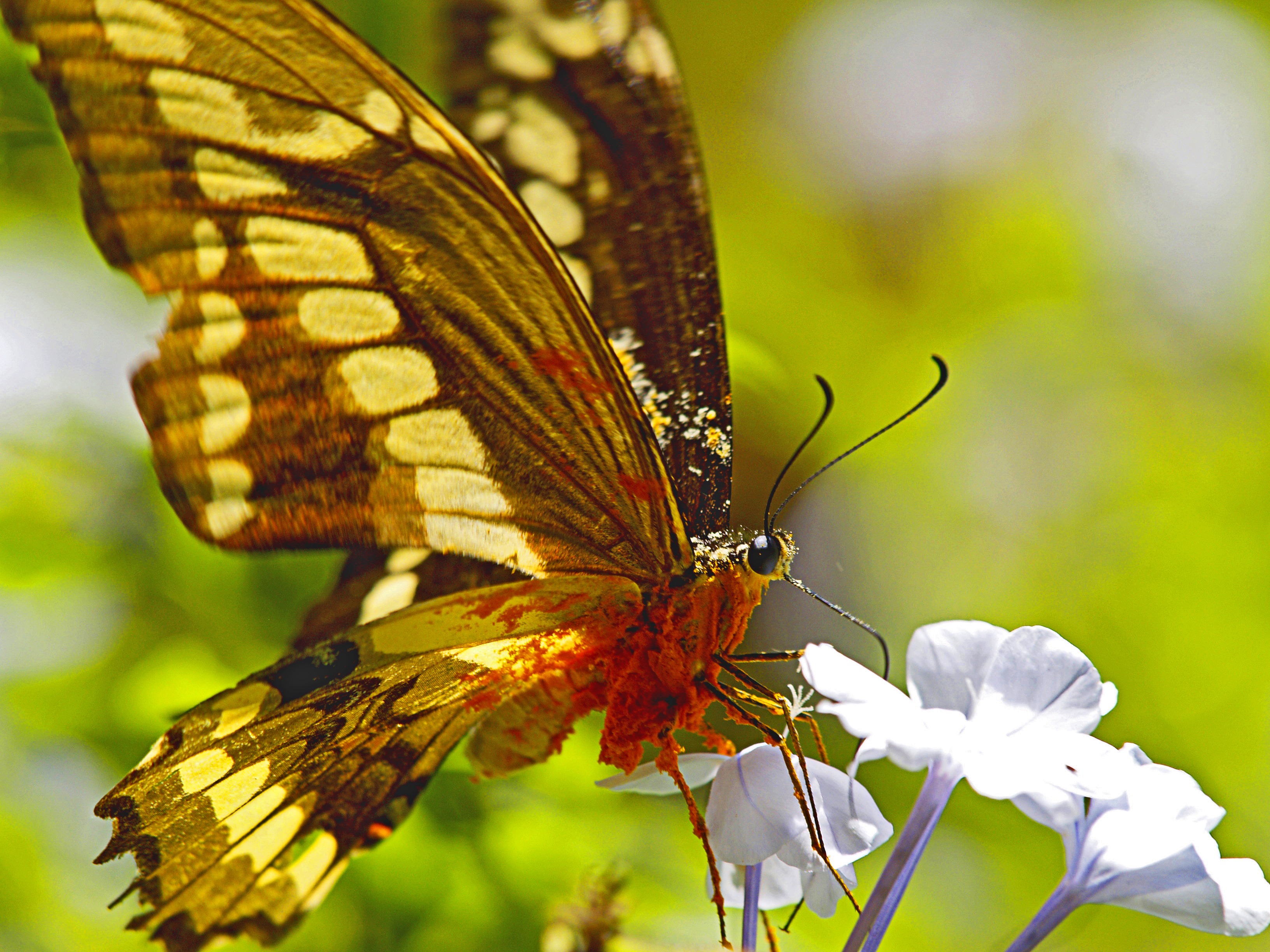 flower, plant, collecting nectar, beauty in nature, outdoors, animals in the wild, animal, vulnerability, animal wing, brazil, invertebrate, flowering plant, HD Wallpaper