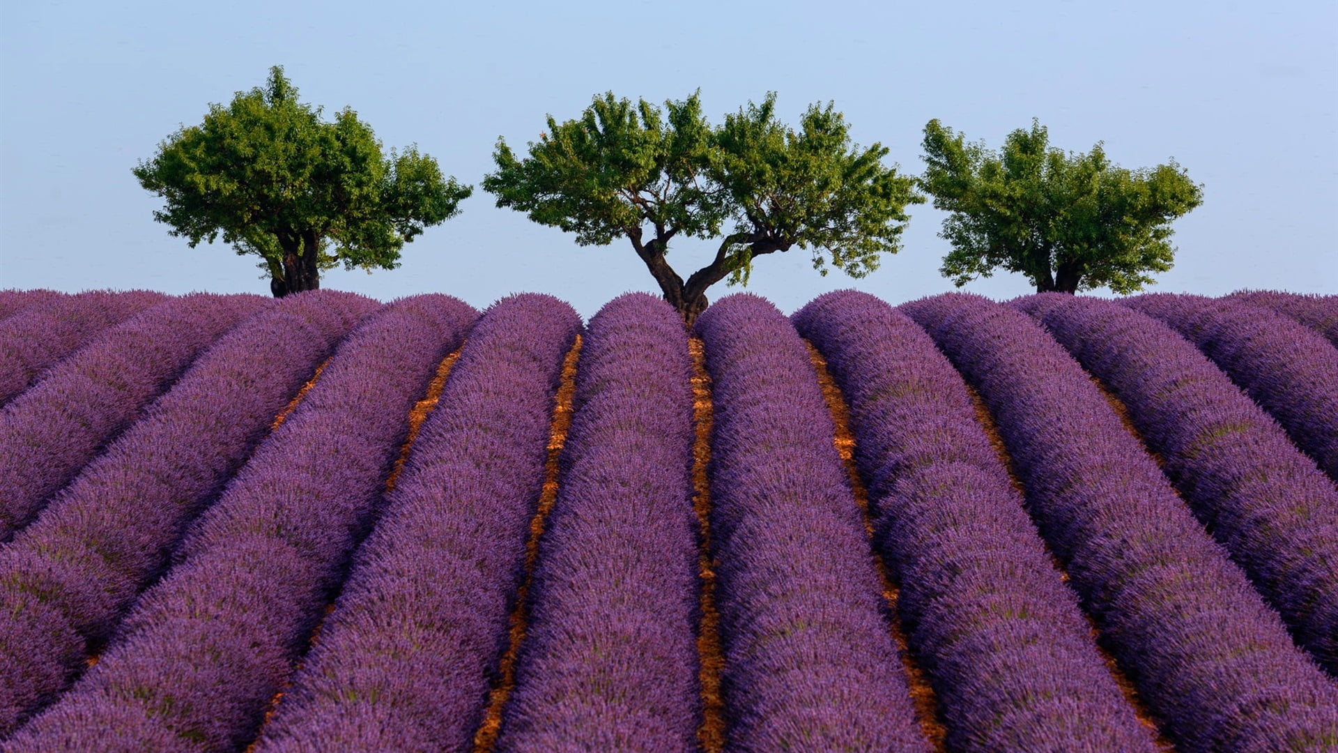 France, 1080P, plants, clear sky, trees, lavender, Providence, HD Wallpaper
