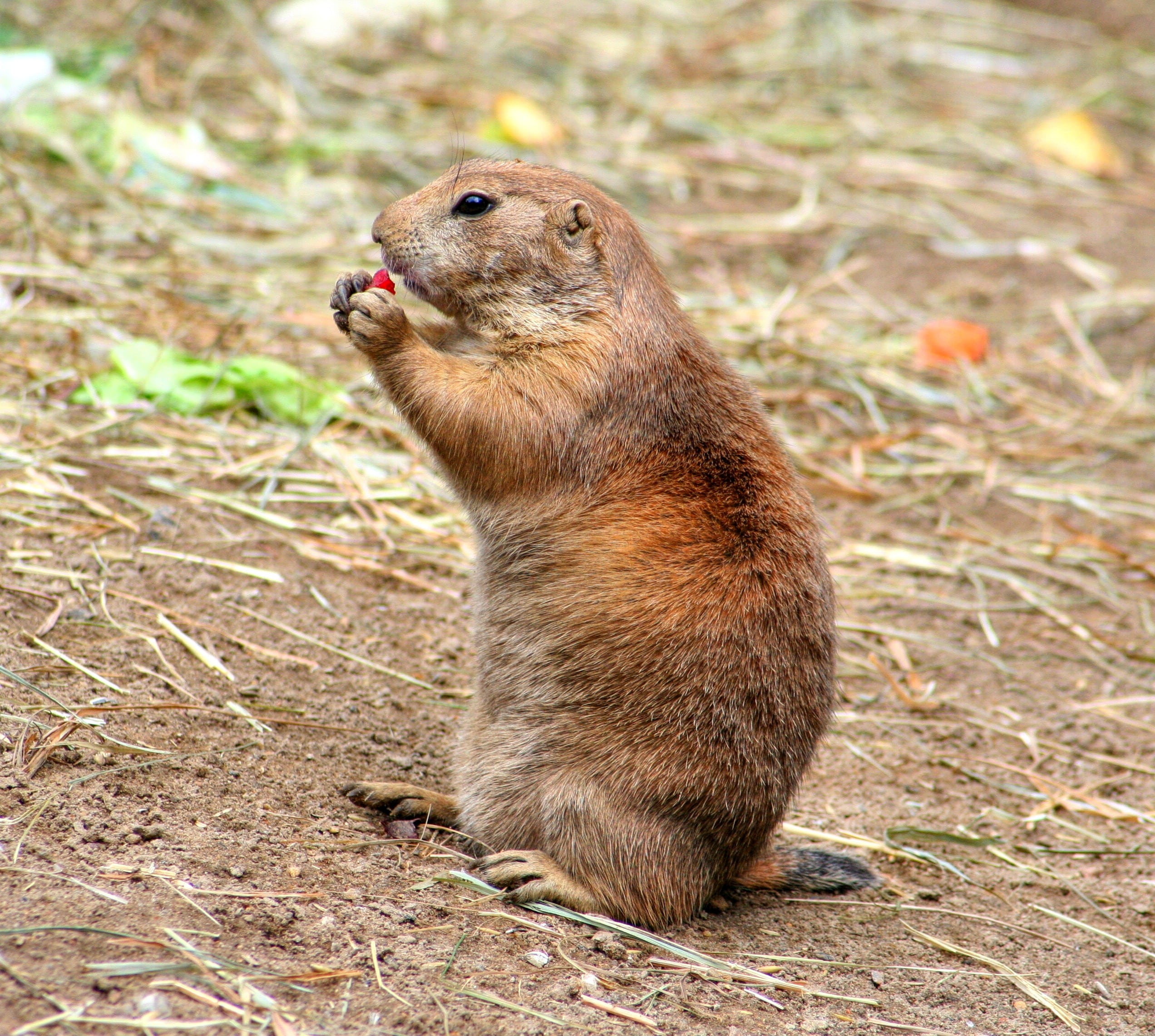 woodchuck, dog mouse, animal themes, prairie Dog, land, squirrel related, true gophers, eating, outdoors, animal wildlife, cynomys, grass, brown, nature, HD Wallpaper