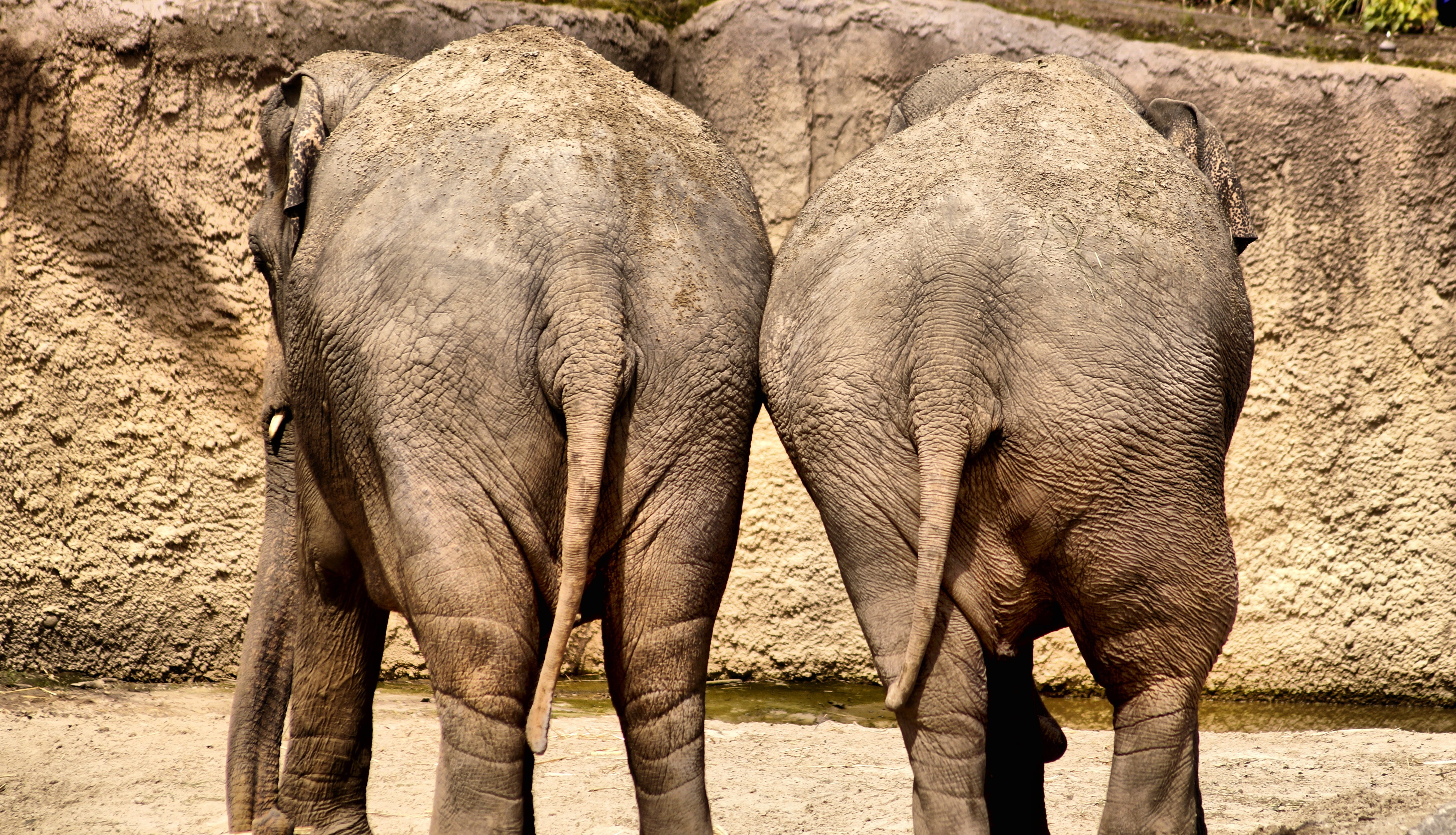 animals in the wild, mammal, vertebrate, animal trunk, in love, animal, herbivorous, animal body part, relation, day, young animal, love, obligation, togetherness, HD Wallpaper