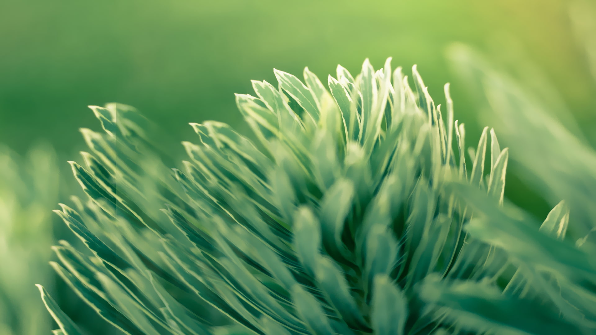 plant, backgrounds, nature, no people, 1080P, field, green color, HTC Sense 6, leaf, day, growth, freshness, HTC One M8, tranquility, land, selective focus, HD Wallpaper
