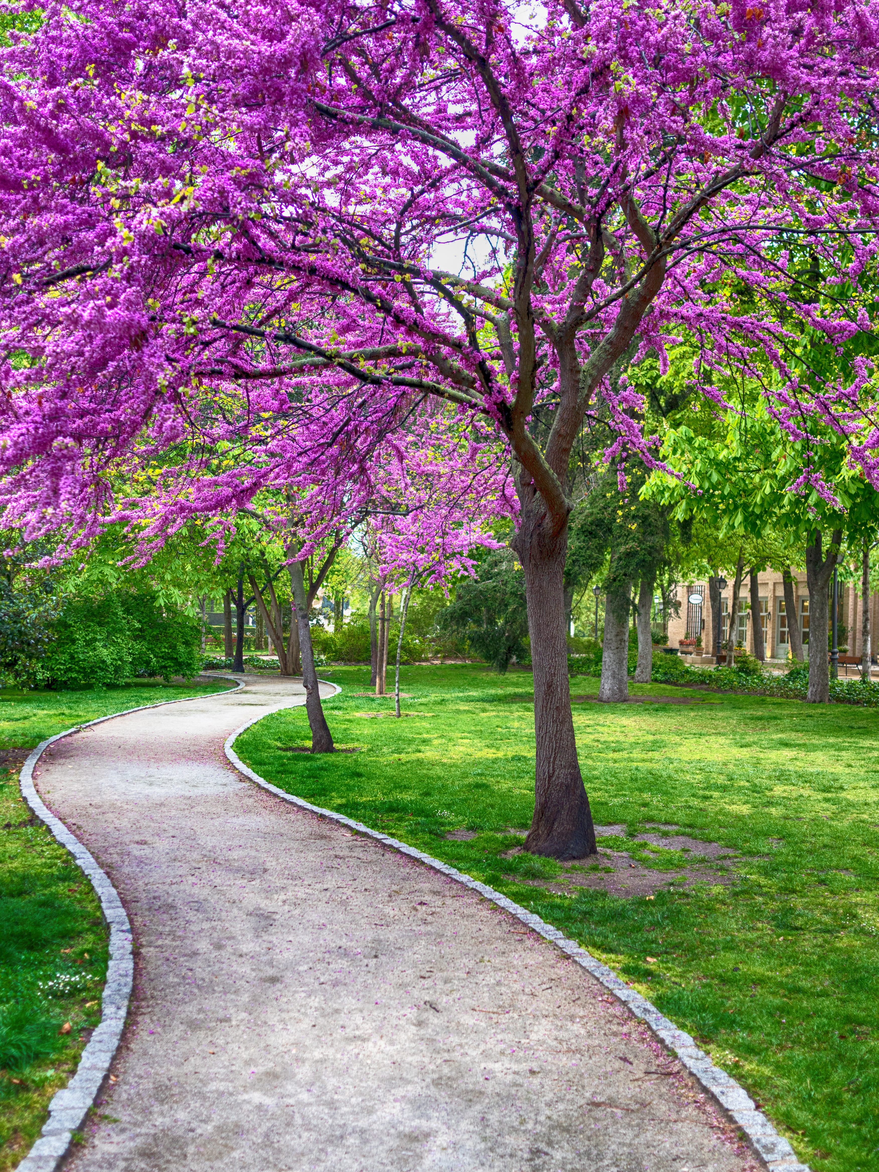 spring, beautiful, park - man made space, sense, grass, 4K, green color, springtime, the way forward, address, cherry blossom, growth, nature, botanical, Phone HD Wallpaper