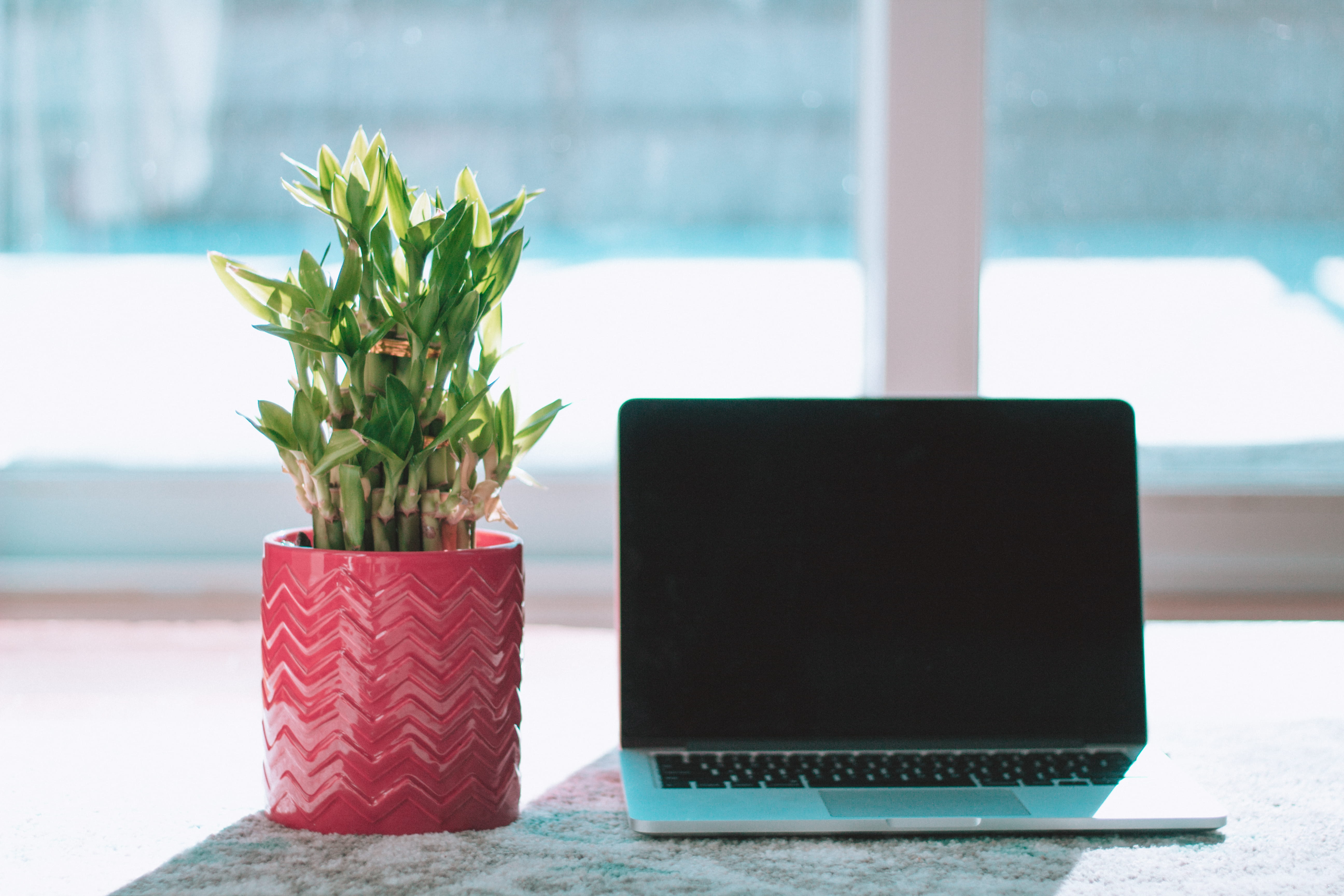 bright, organic, online, table, business, flowering plant, rgb, modern, nature, wireless technology, close-up, colors, plant, no people, communication, HD Wallpaper