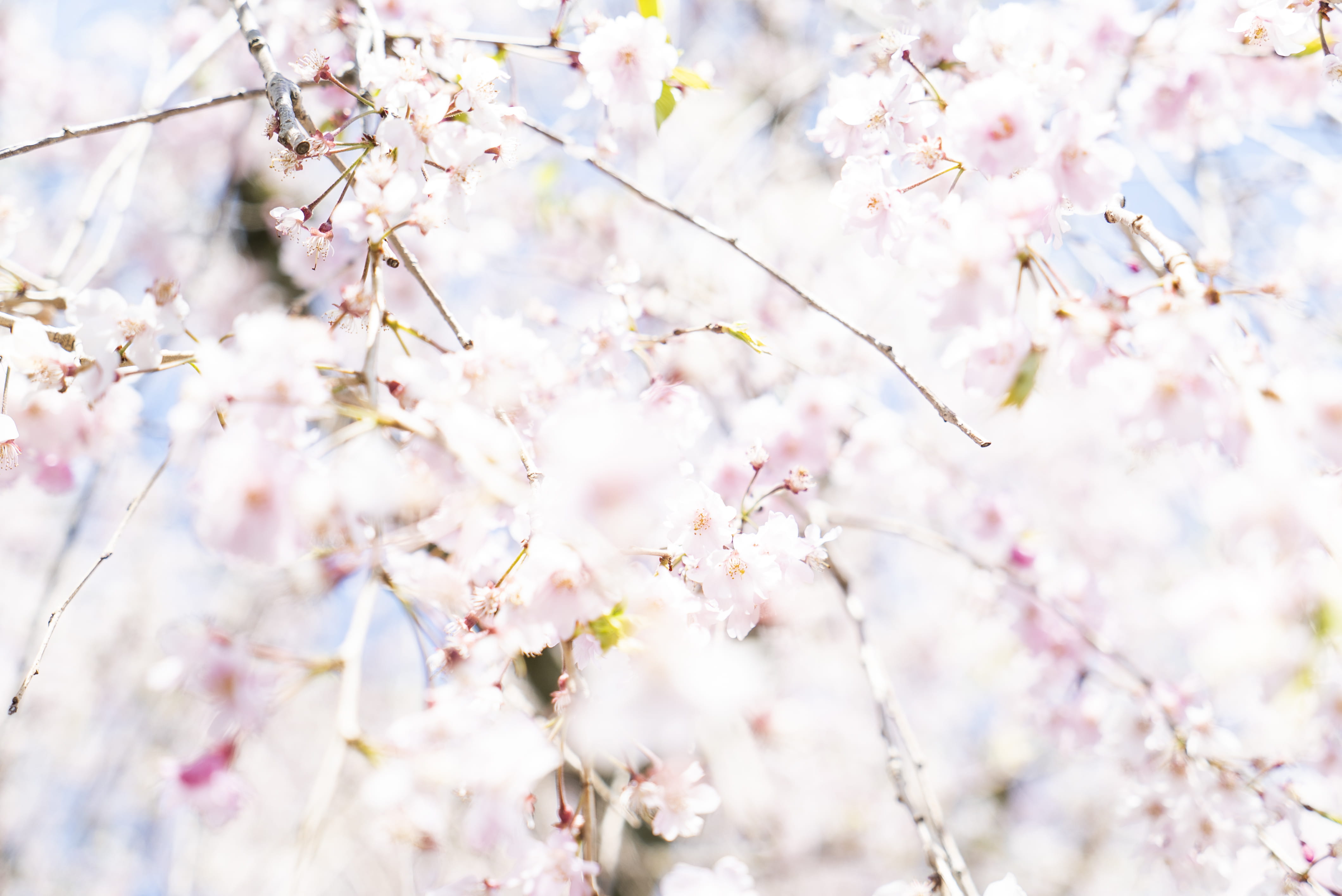 peony, spring, outdoors, fragility, twig, flower, day, file, freshness, goggles, beauty in nature, kyoto, no people, flowering, accessories, branch, flowering plant, HD Wallpaper