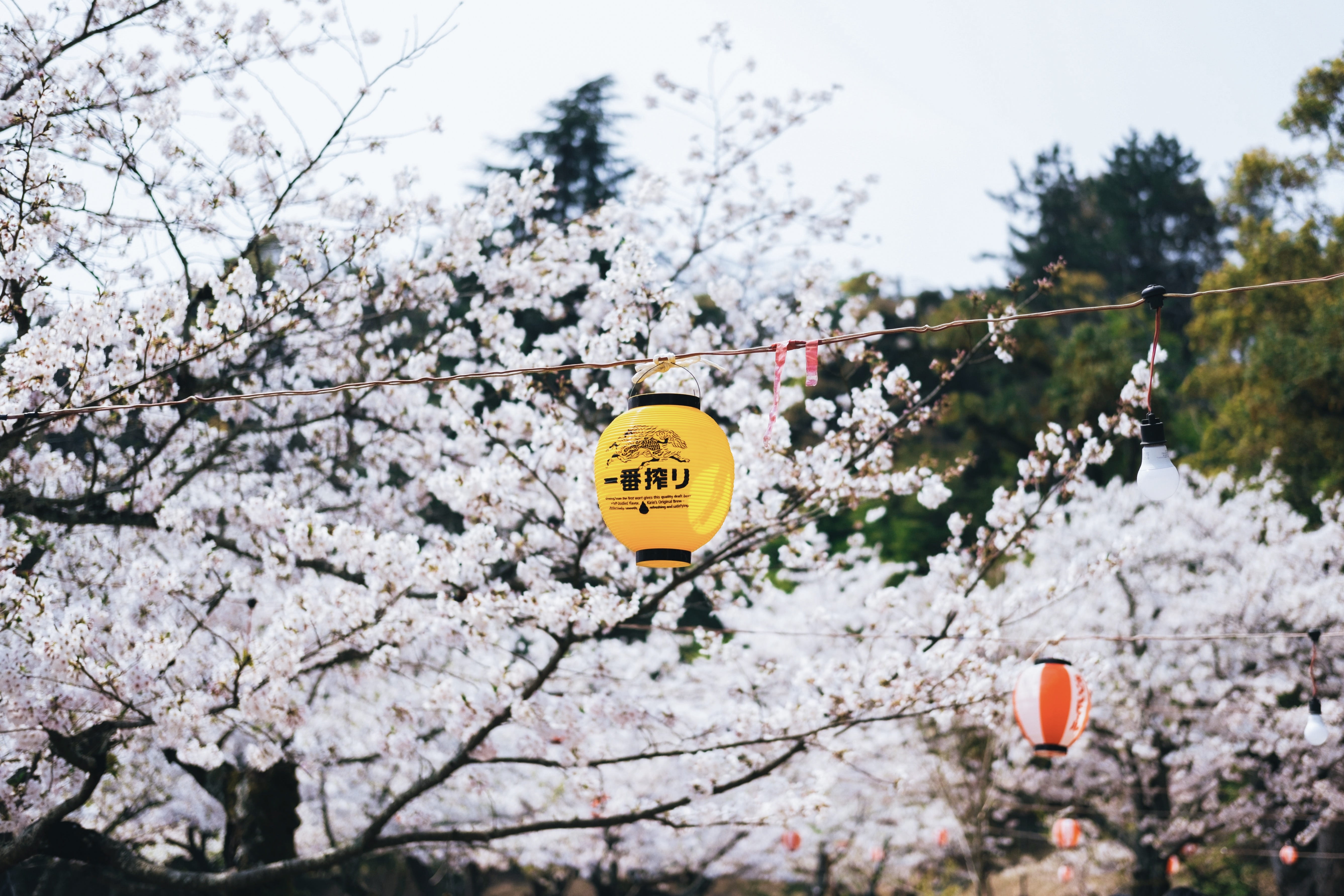 webpage, yellow, nature, crowd, symbol, branch, panoramic, landscape, plant, ditch, communication, festival, focus on foreground, day, cherry tree, beauty in nature, HD Wallpaper