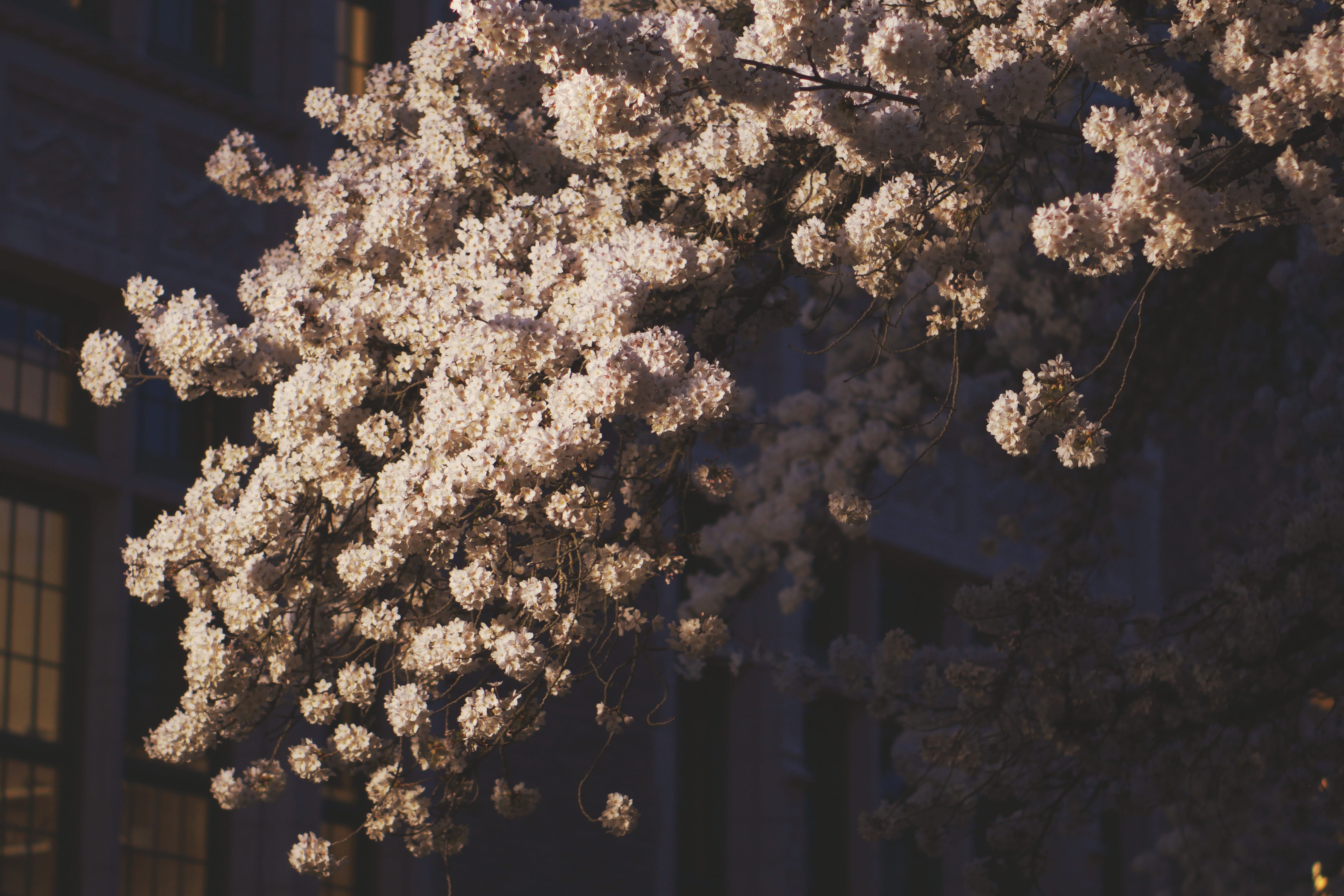plant, view, mimosa, close-up, nature, flowering plant, blooming, flowering, illuminated, floral, cherry, file, cherry tree, demolition, spring, greenhouse, HD Wallpaper