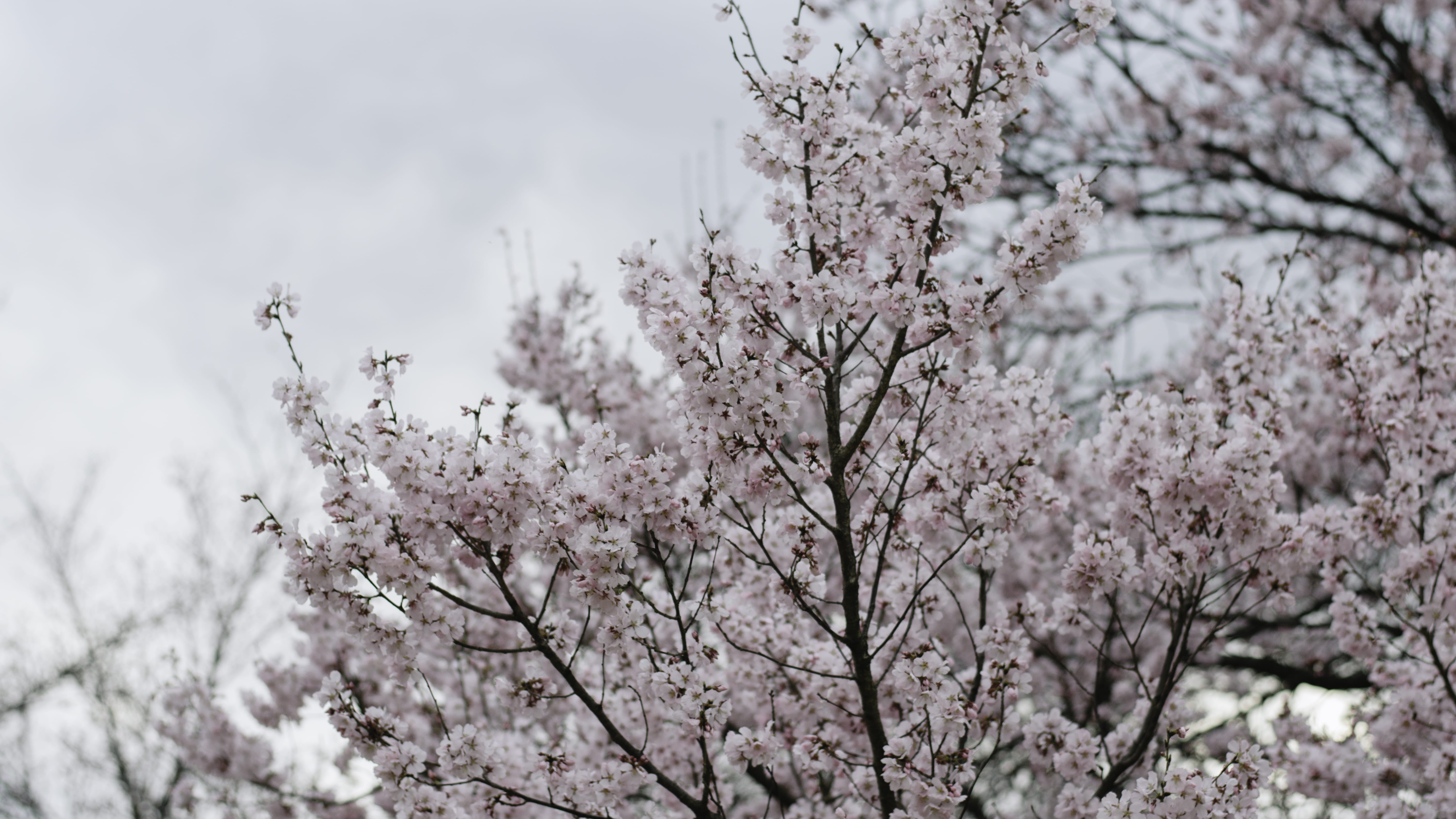 file, cherry tree, pink, crowd, hemp, planting, freshness, springtime, webpage, low angle view, tranquility, ditch, plant, white color, sky, tulip, cherry blossom, HD Wallpaper