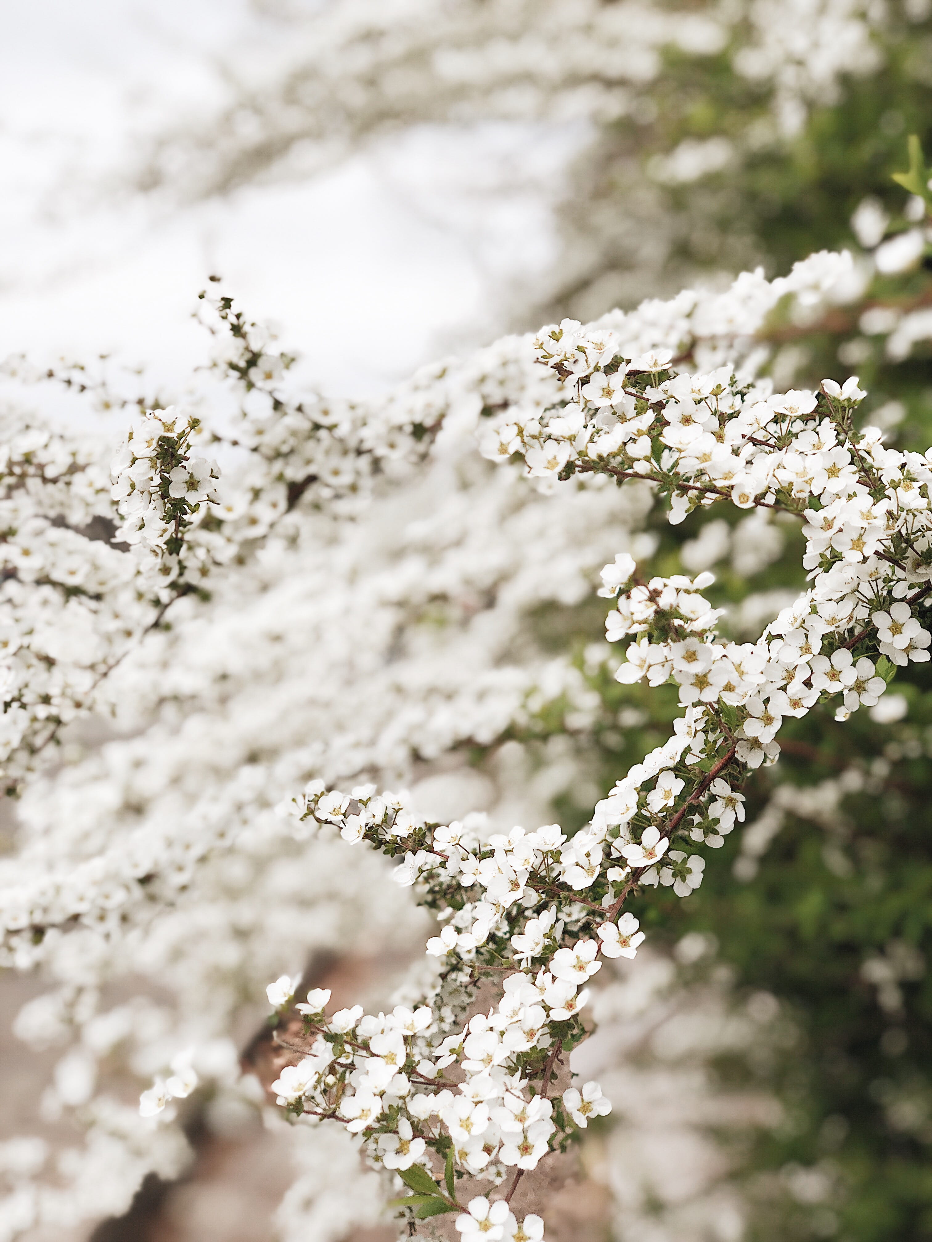 webpage, petal, crowd, day, outdoors, 4K, cherry tree, necktie, anemone, slope, beauty in nature, flower, flower head, no people, springtime, selective focus, Phone HD Wallpaper