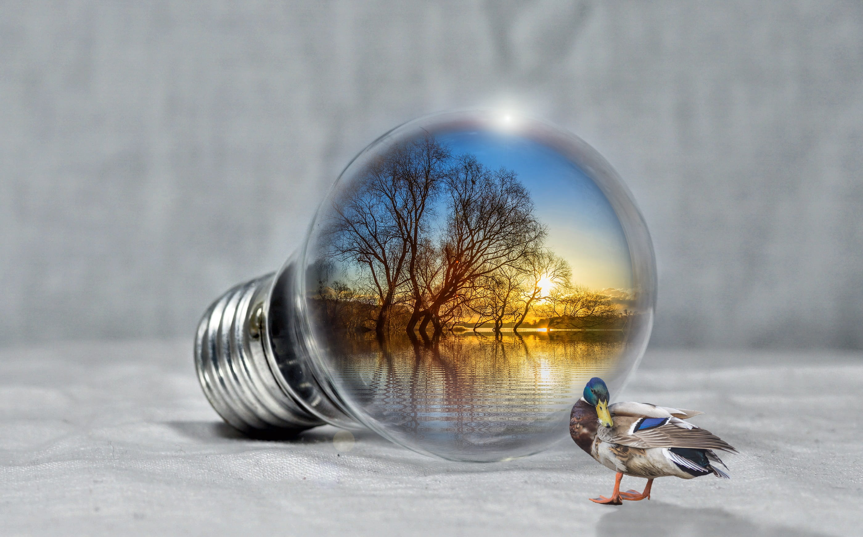 hour, power generation, mallard, chrome, light, lights, digital composite, sky, geometric shape, relaxation, trees, incandescent, bulb, animals in the wild, HD Wallpaper