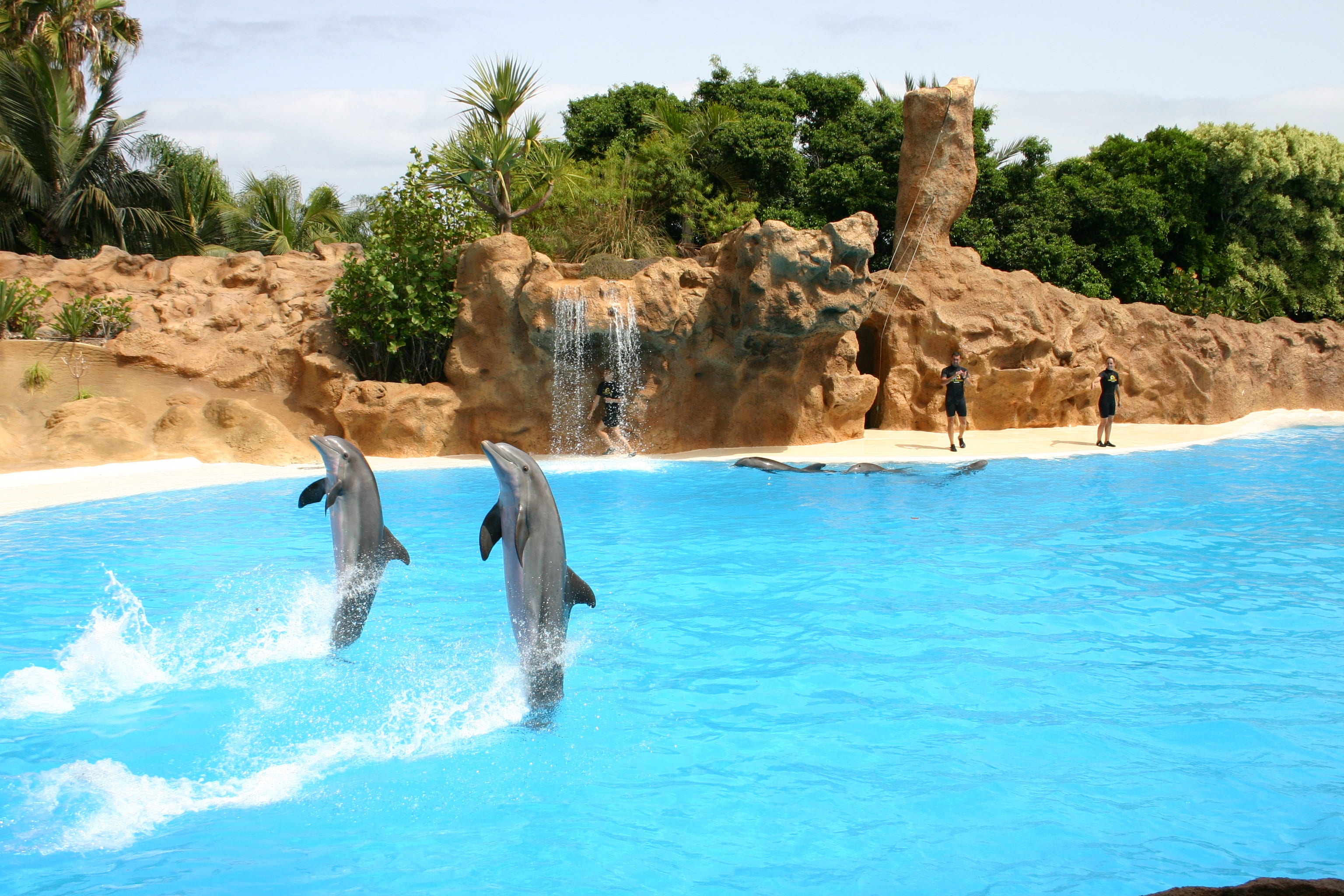 meeresbewohner, two, beauty in nature, vertebrate, speed, water, jumping, 2K, mammal, sunlight, animal, dolphin show, dolphins, artistry, animal themes, HD Wallpaper