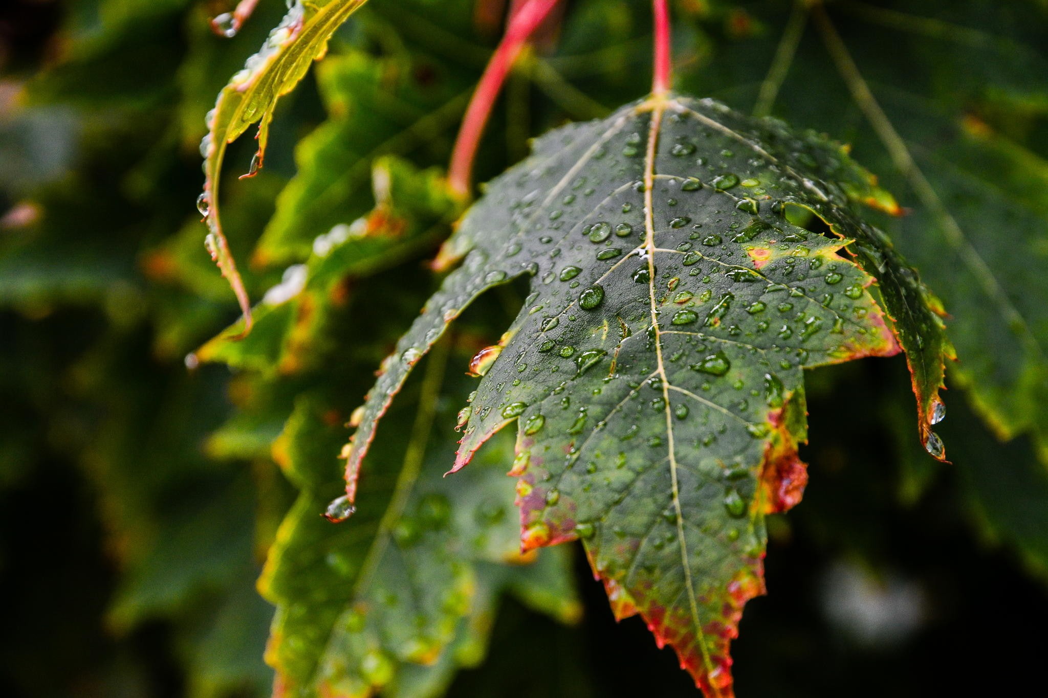 macro, 2048x1365 px, leaves, x, art, field, water, photography, 1080P, depth, water drops, hd, px, captor, nature, anime, depth of field, card, drops, HD Wallpaper