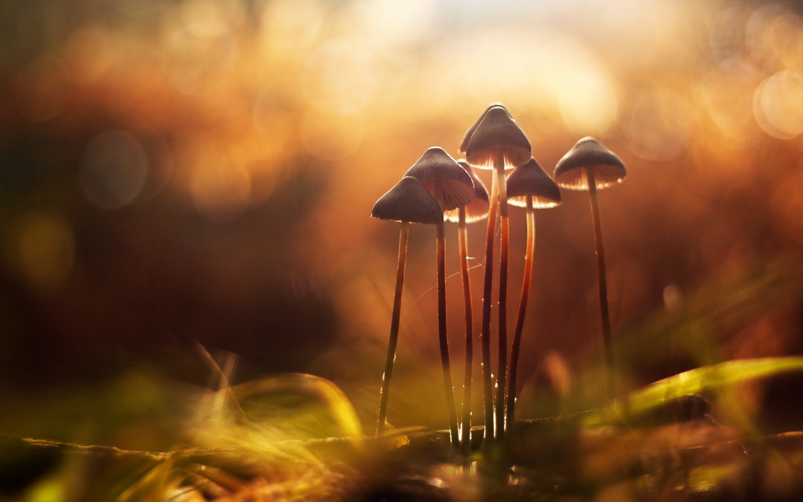 fragility, sunset, anime, food, beauty in nature, grass, hd, tranquility, hello, outdoors, art, kitty, plant, growth, field, selective focus, depth, x, HD Wallpaper