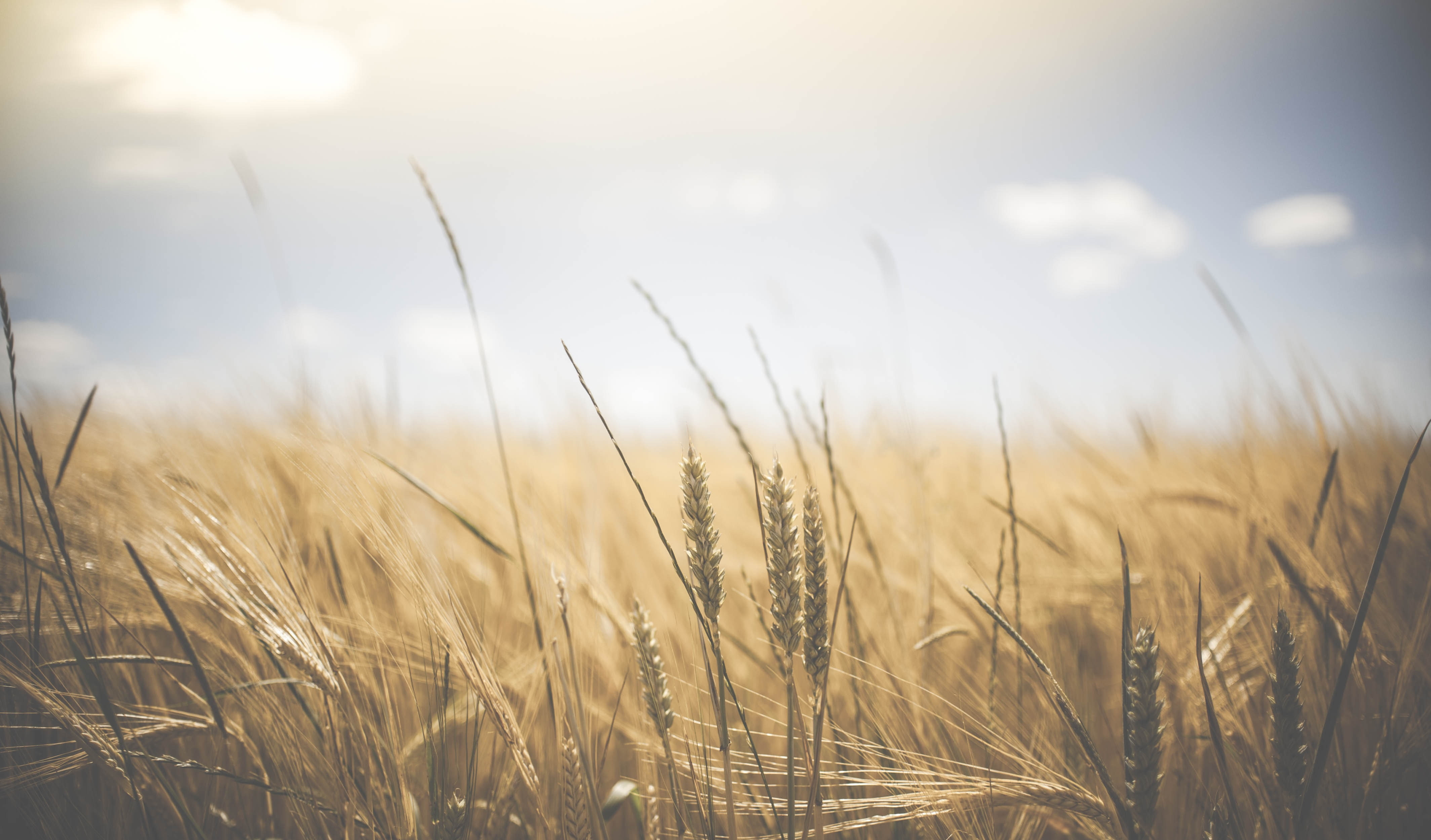4256x2498 px, depth, art, hd, Field, wheat, px, depth of field, x, 4K, space, HD Wallpaper