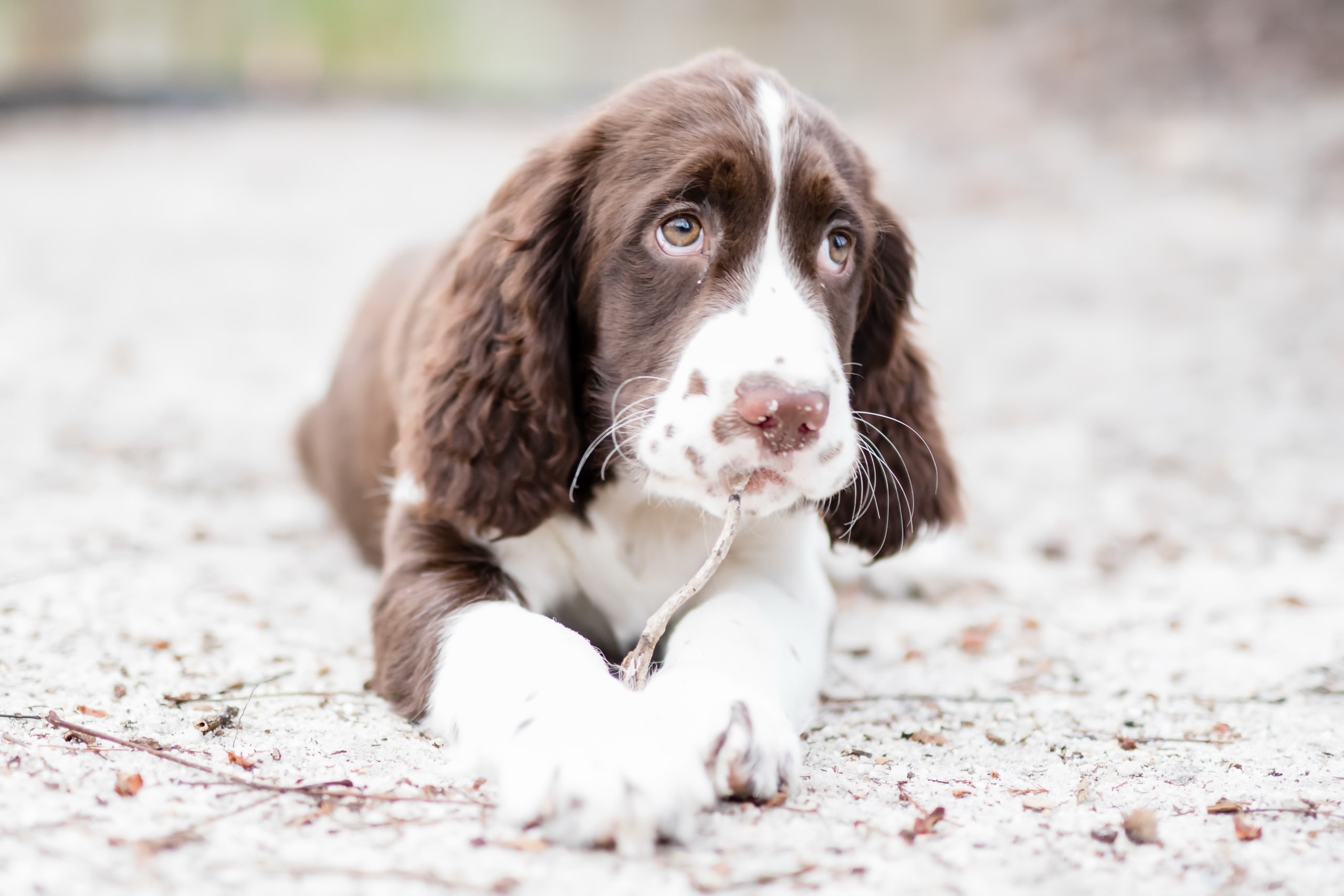domestic, 2K, Springer Spaniel, no people, one animal, mammal, day, land, canine, pets, sitting, dog, vertebrate, animals, focus on foreground, portrait, HD Wallpaper