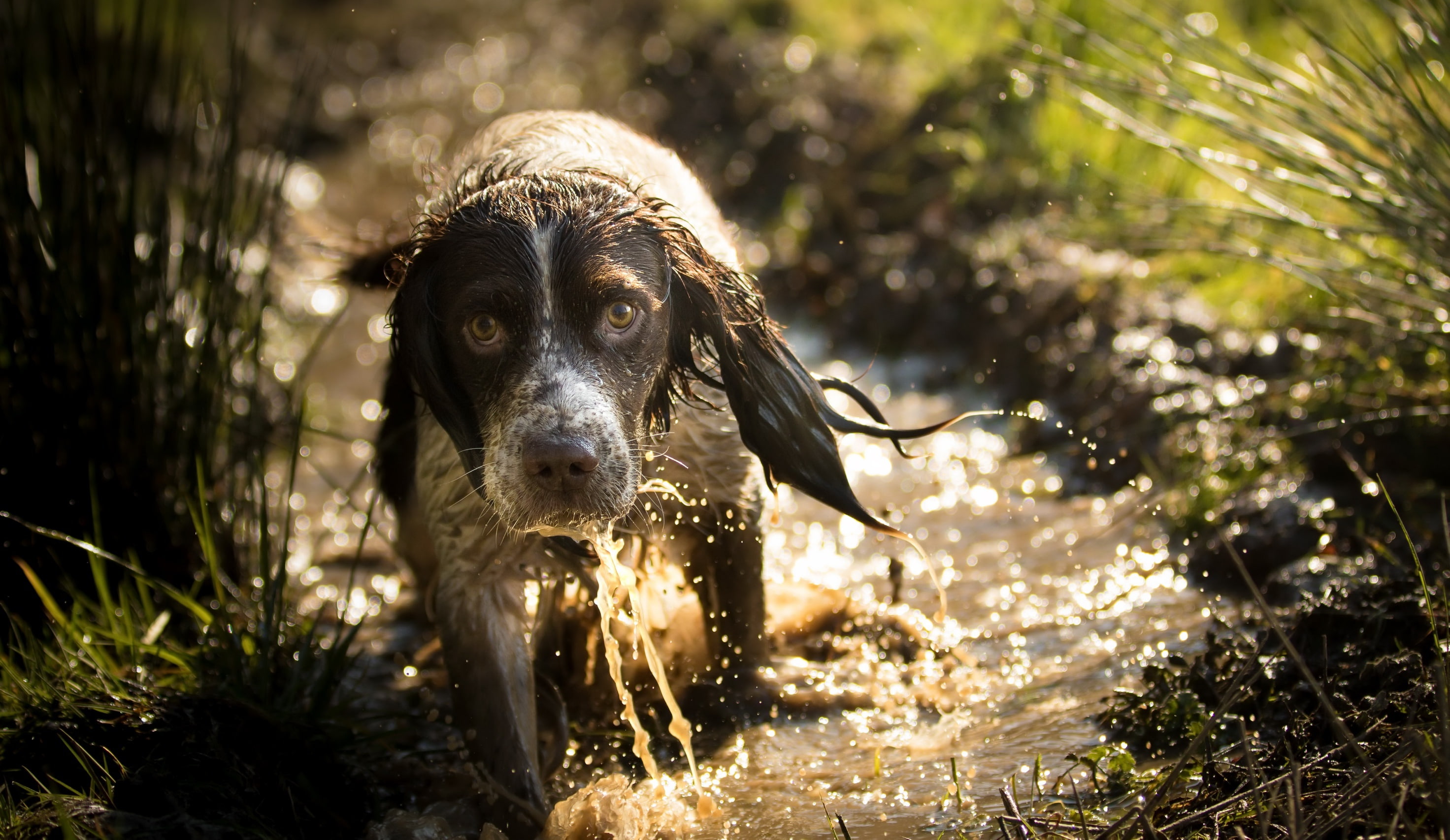 spaniels, animals, Springer Spaniel, wet, dog, 2K, HD Wallpaper