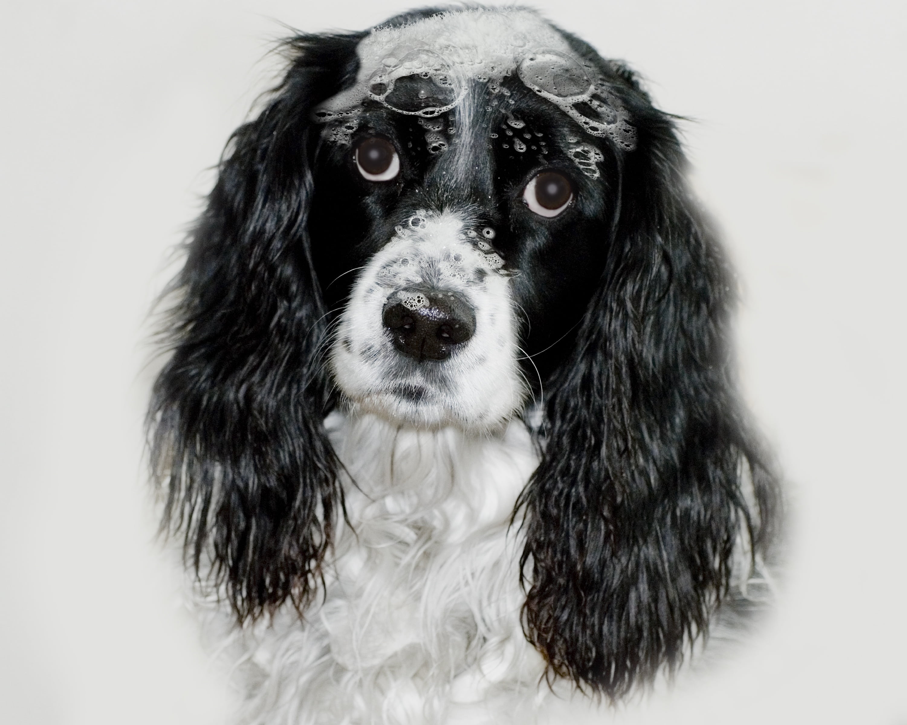 spaniel, purebred dog, black color, bath, purebred, suds, studio shot, white background, portrait, vertebrate, no people, close-up, mammal, animal themes, HD Wallpaper