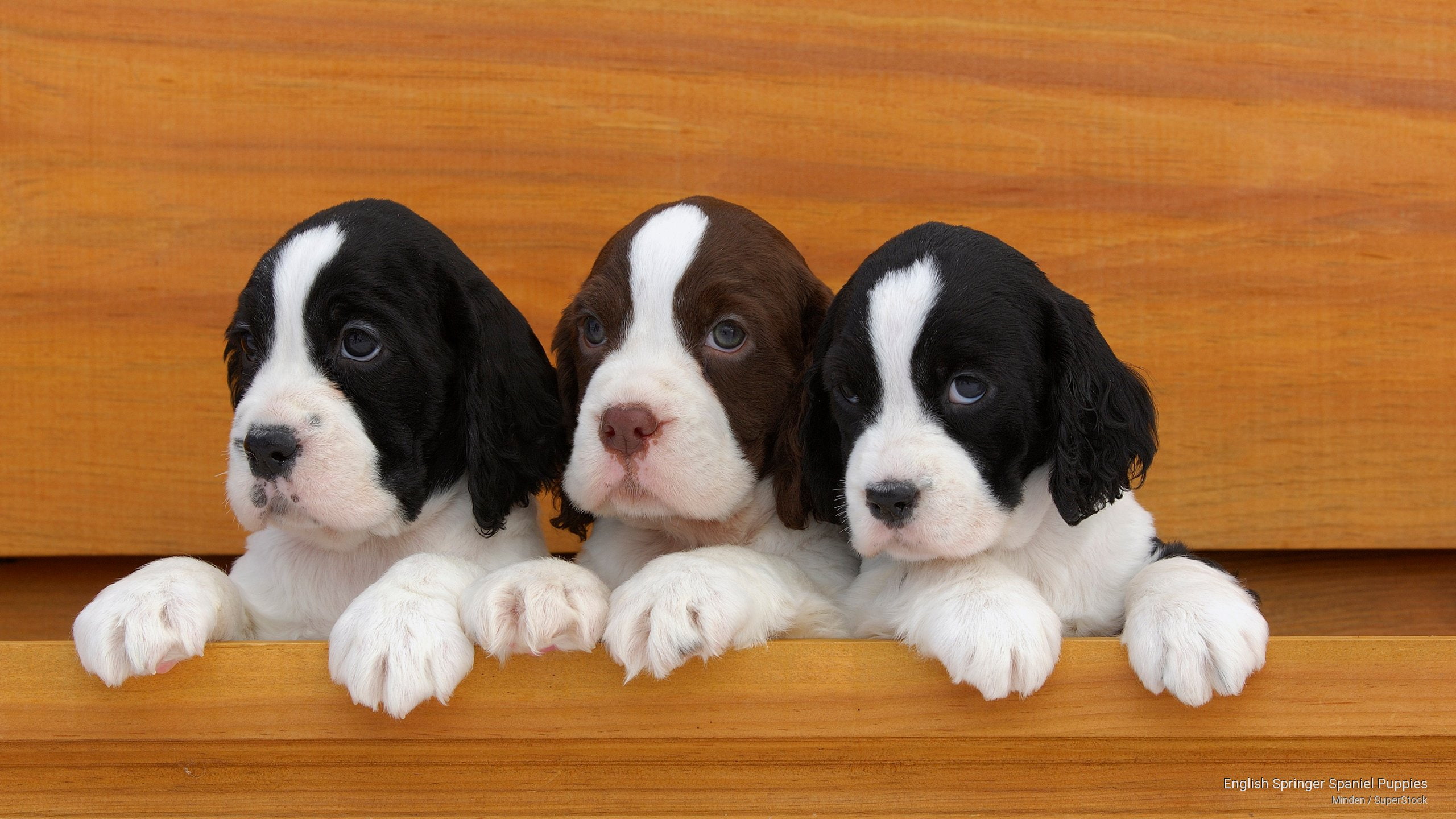 english, 2K, puppies, Dogs, springer, spaniel, HD Wallpaper