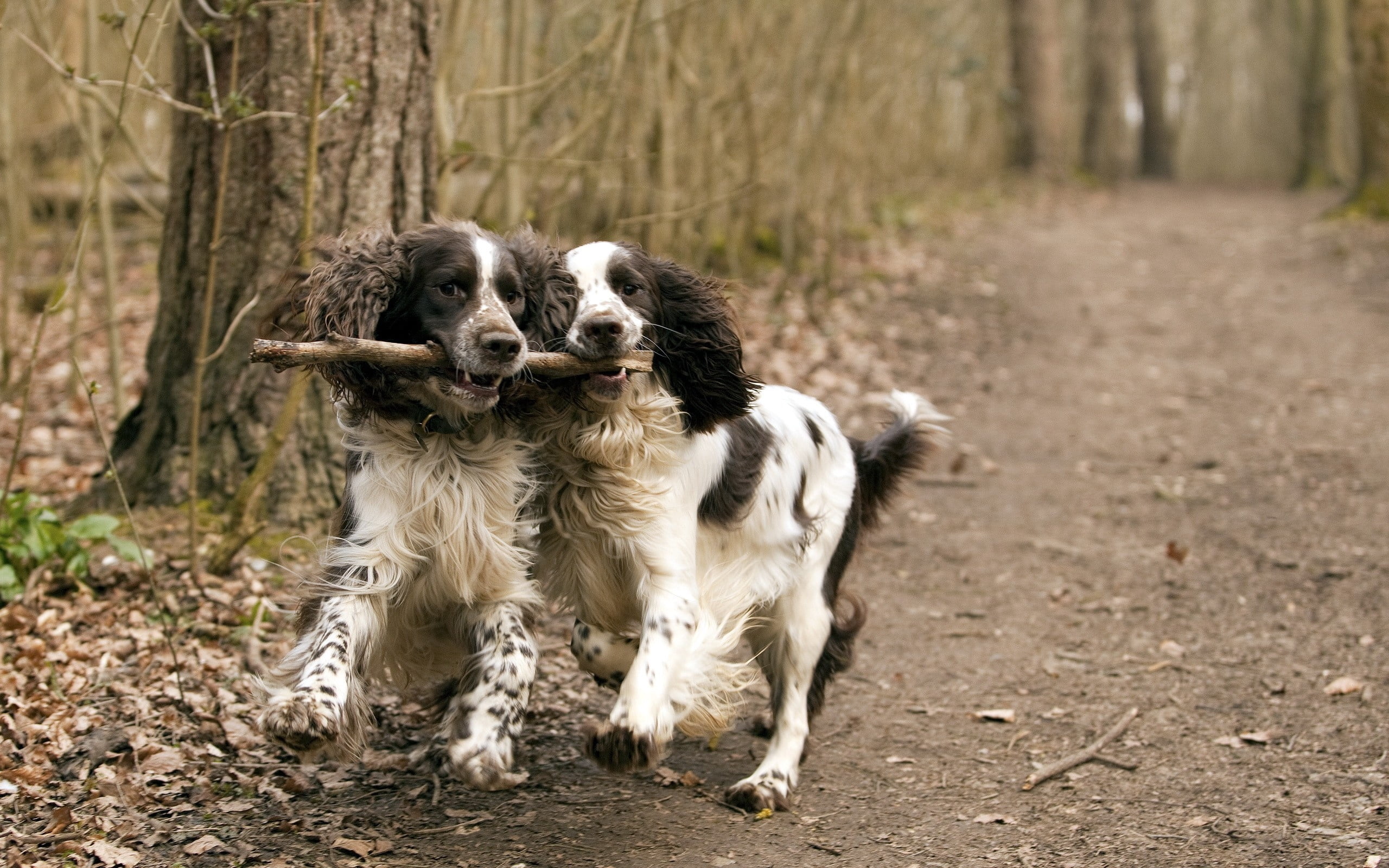 one Animal, puppy, cocker Spaniel, domestic, friendship, nature, two, playful, forest, animal, canine, hunting Dog, outdoors, white, stick, no people, brown, HD Wallpaper