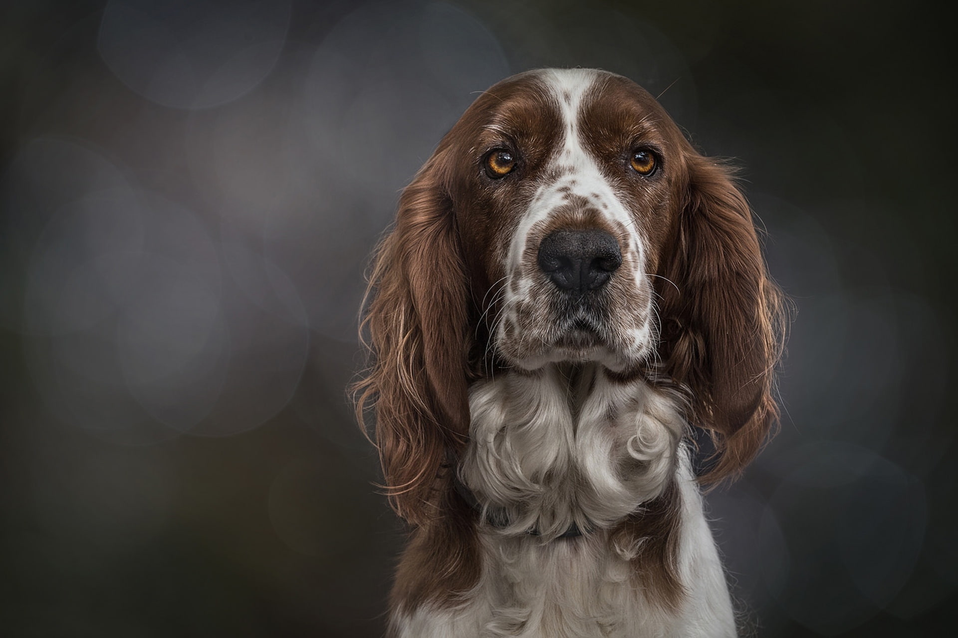 background, 1080P, look, dog, portrait, face, The Welsh Springer Spaniel, HD Wallpaper