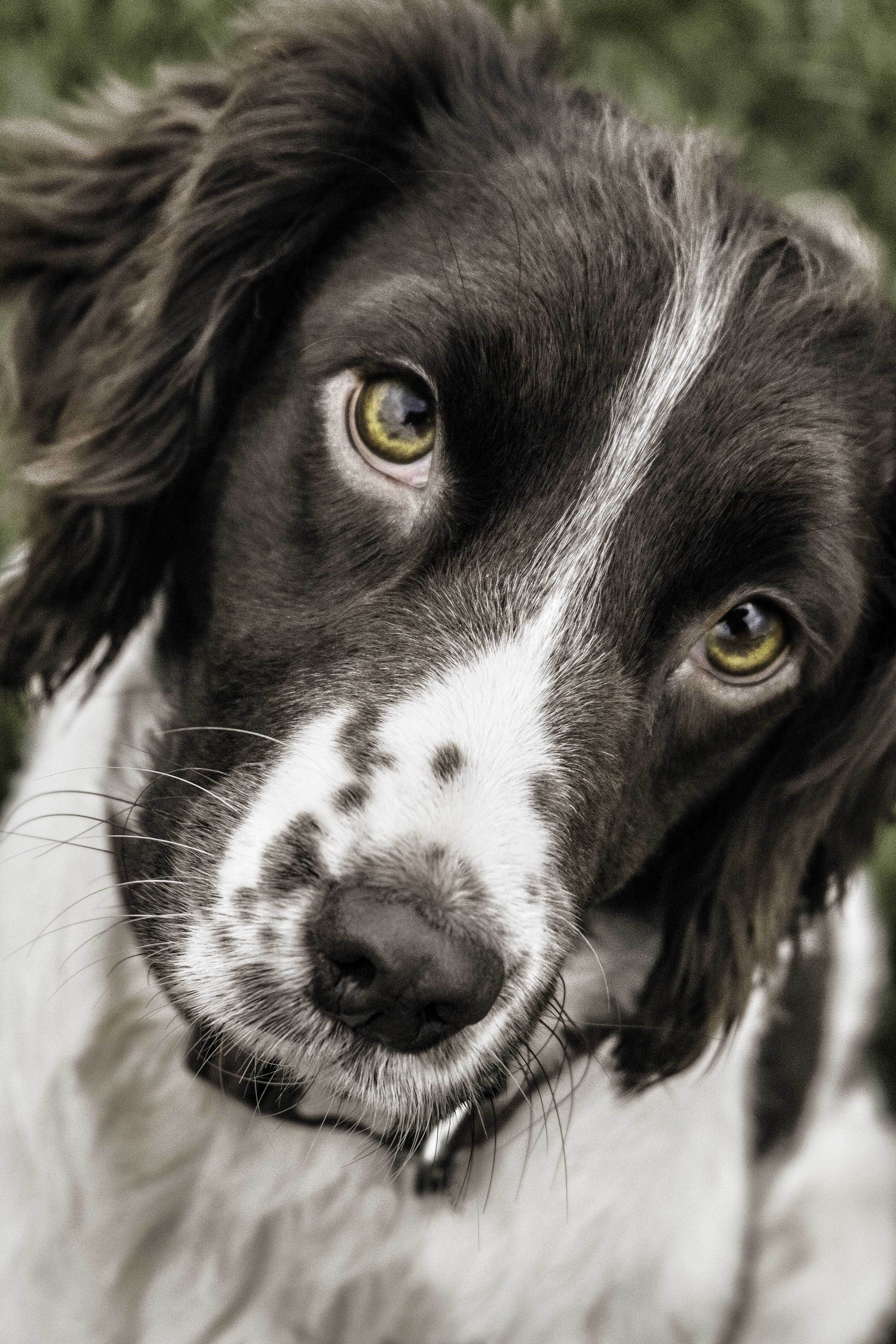 short, head, pet, black, canine, vertebrate, springer, domestic animals, whisker, hunter, gun-dog, cute, spaniel, animal nose, 4K, looking at camera, white, Phone HD Wallpaper
