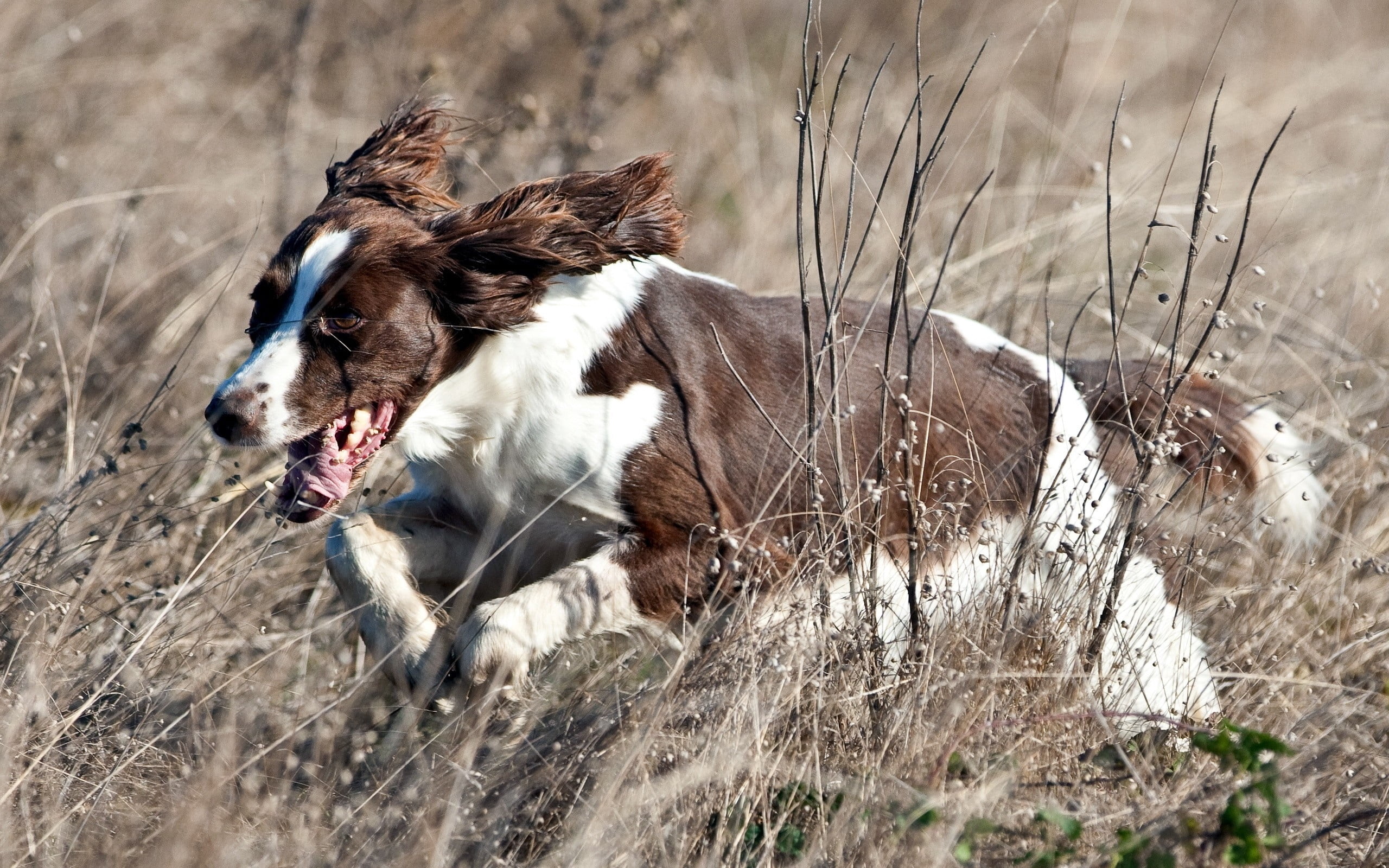 dog, nature, fun, vertebrate, outdoors, field, no People, mammal, liver, spaniel, rural Scene, farm, springer, jogging, domestic, day, domestic Animals, HD Wallpaper