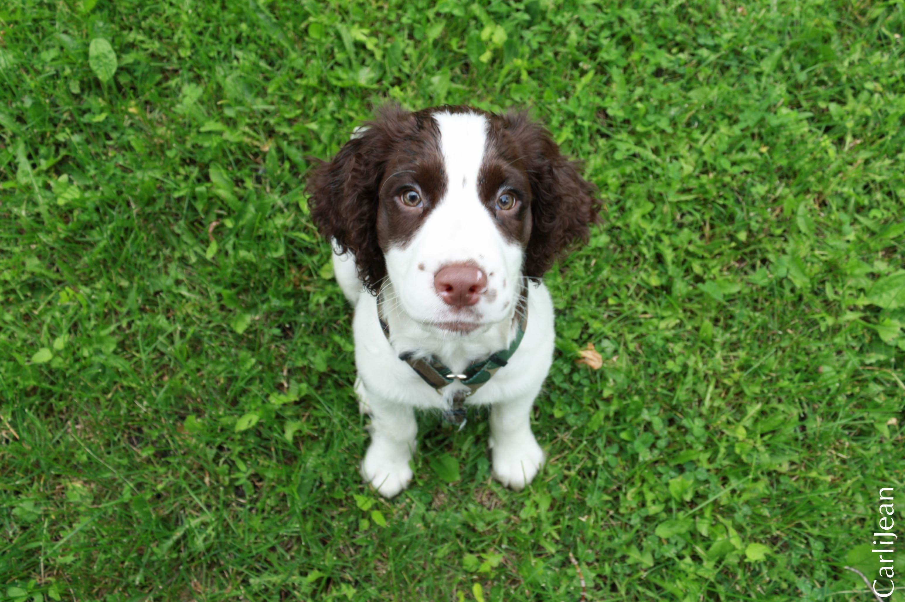 springer, grass, look, domestic, sit, pets, puppy, day, mammal, dog, green color, canine, one animal, no people, high angle view, portrait, spaniel, young animal, HD Wallpaper