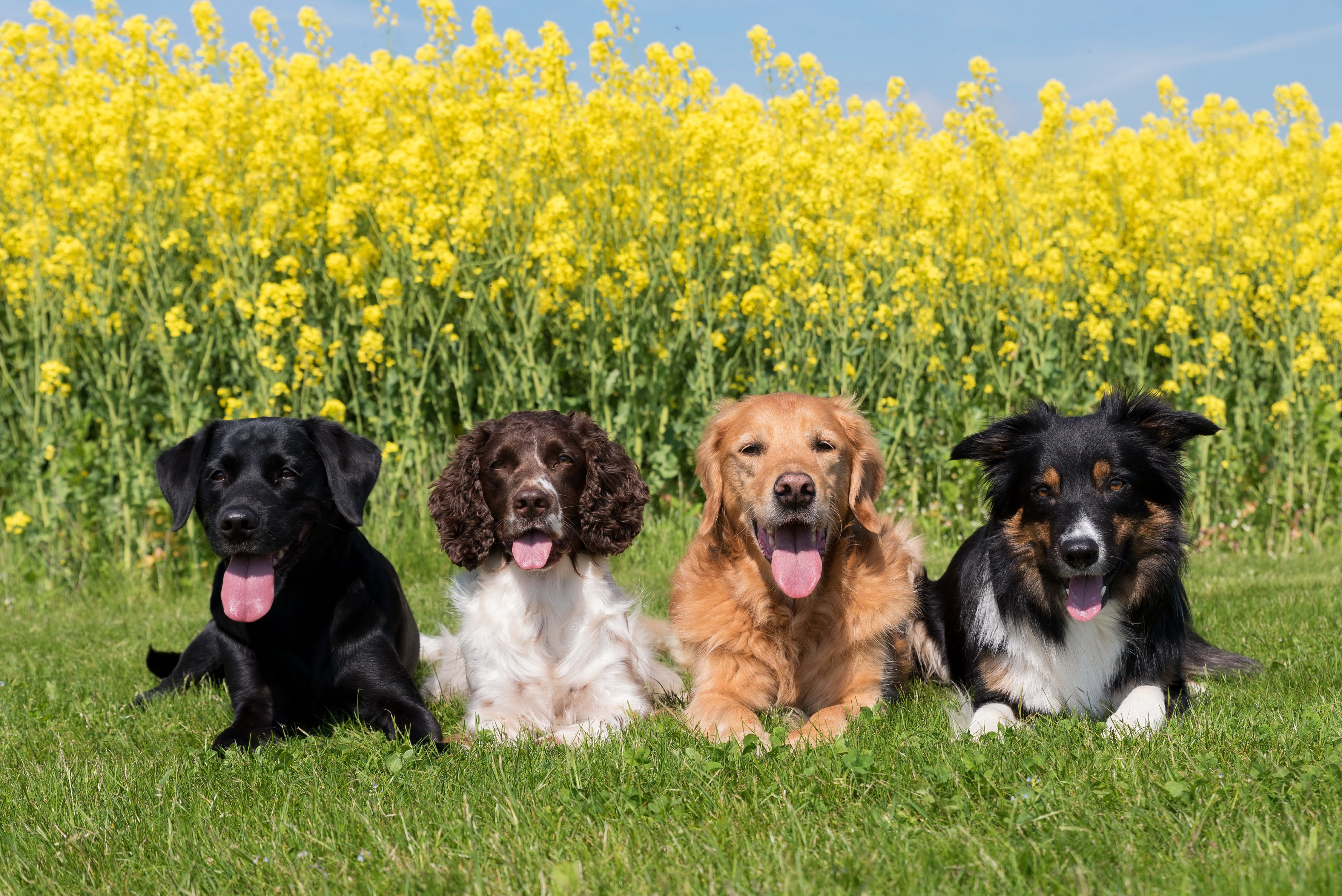 Rapeseed, Dog, Pet, 4K, Border Collie, Springer Spaniel, Grass, Spaniel, Golden Retriever, Labrador, Dogs, HD Wallpaper