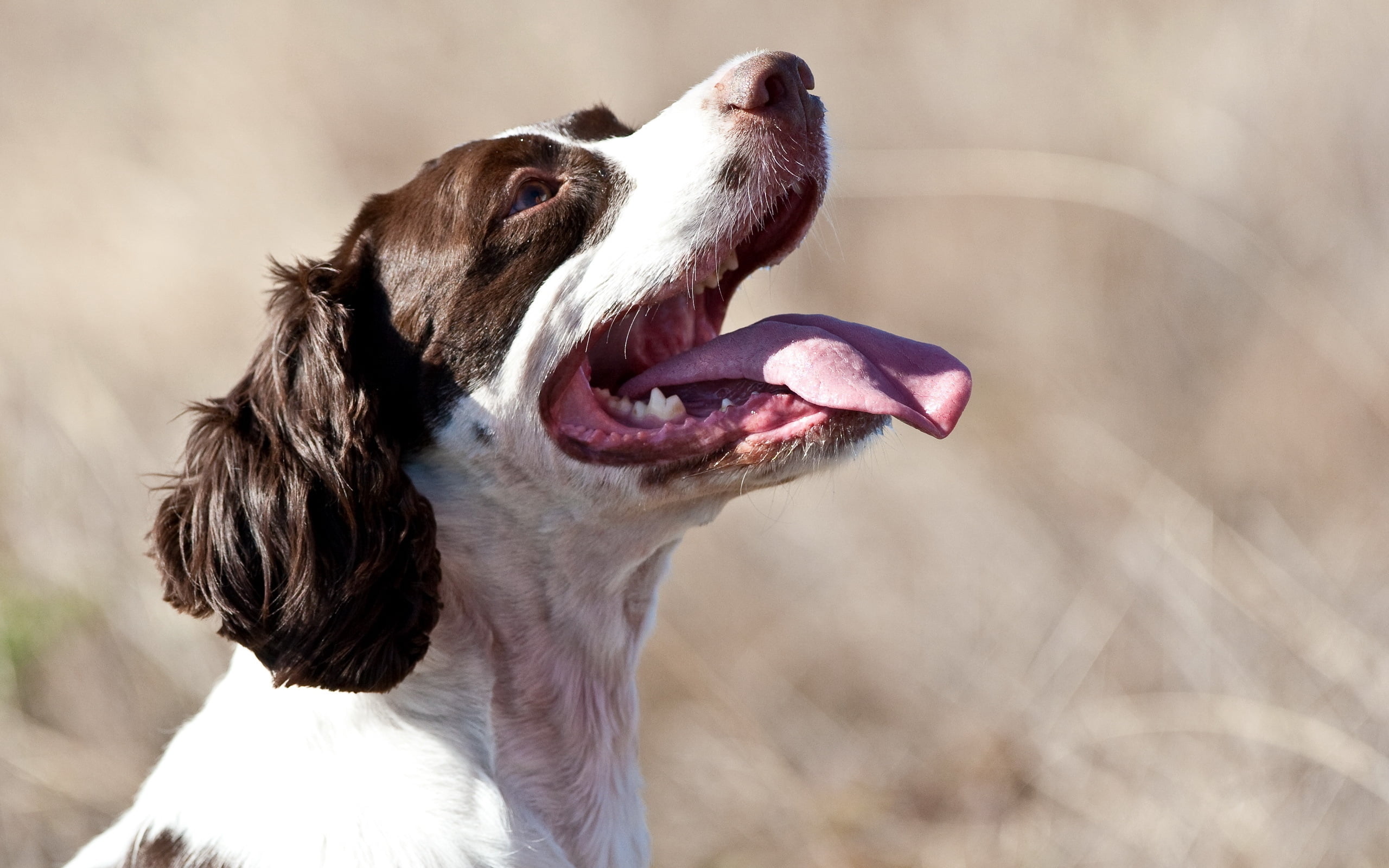 mouth, animal head, whisker, focus on foreground, english, dogs, canine, day, vertebrate, mouth open, animal mouth, looking, dog, no people, spaniel, 2K, HD Wallpaper