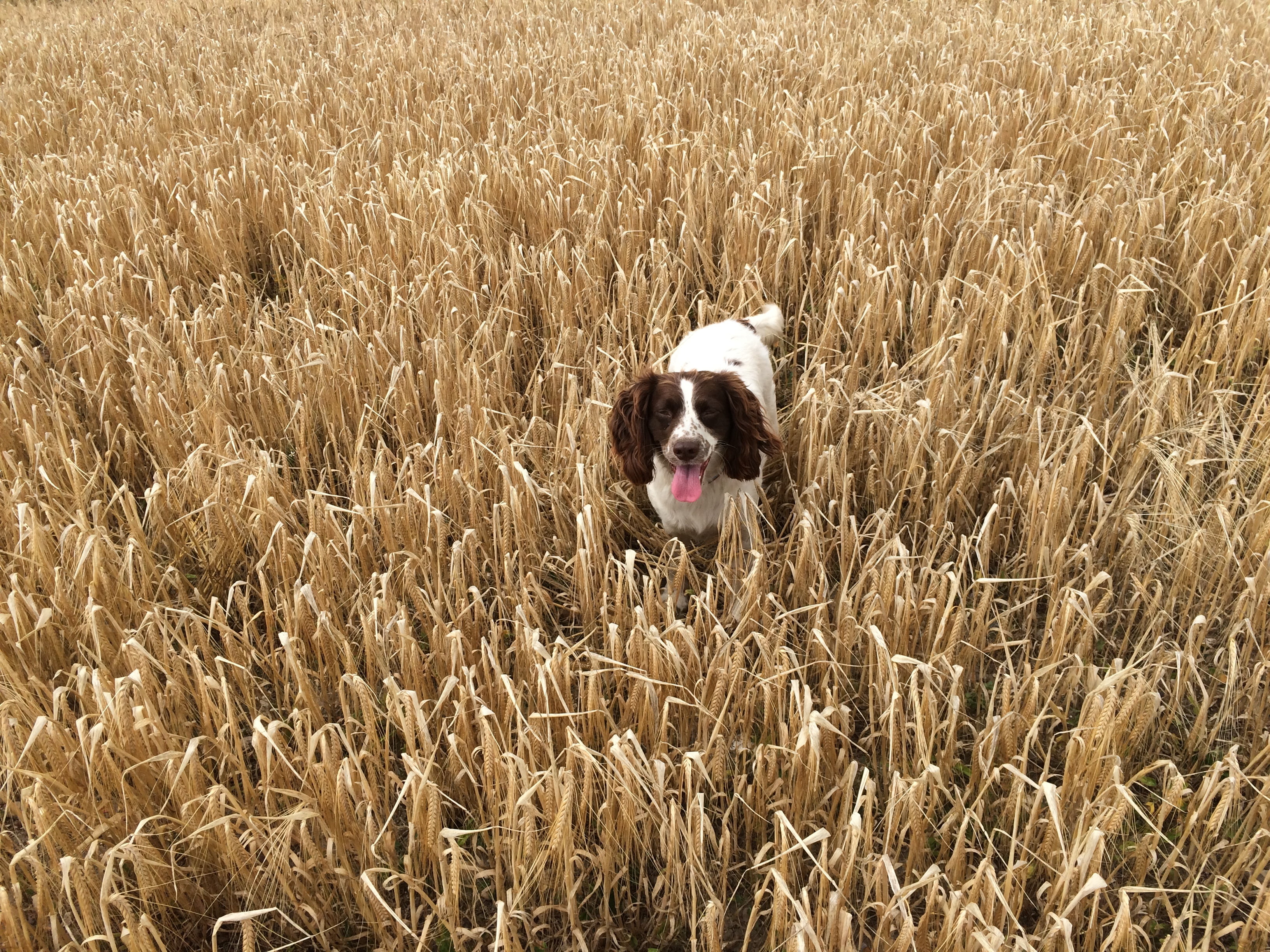 walk, animal themes, english, springer, one animal, domestic animals, nature, 2K, animal, canine, sticking out tongue, land, liver, vertebrate, domestic, HD Wallpaper