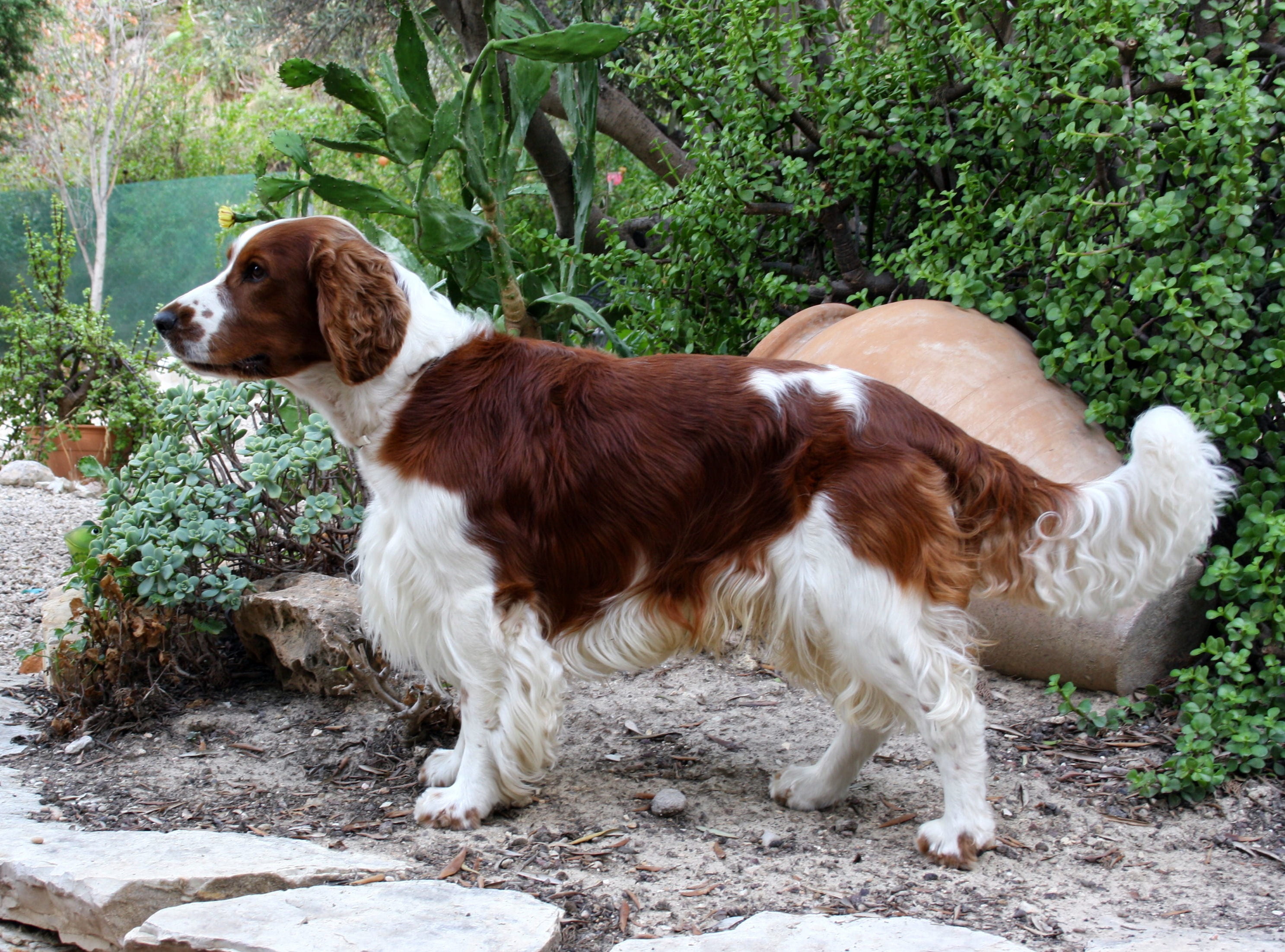 domestic animals, plant, field, full length, one animal, nature, outside, day, vertebrate, welsh springer spaniel, green color, no people, looking, animal themes, HD Wallpaper