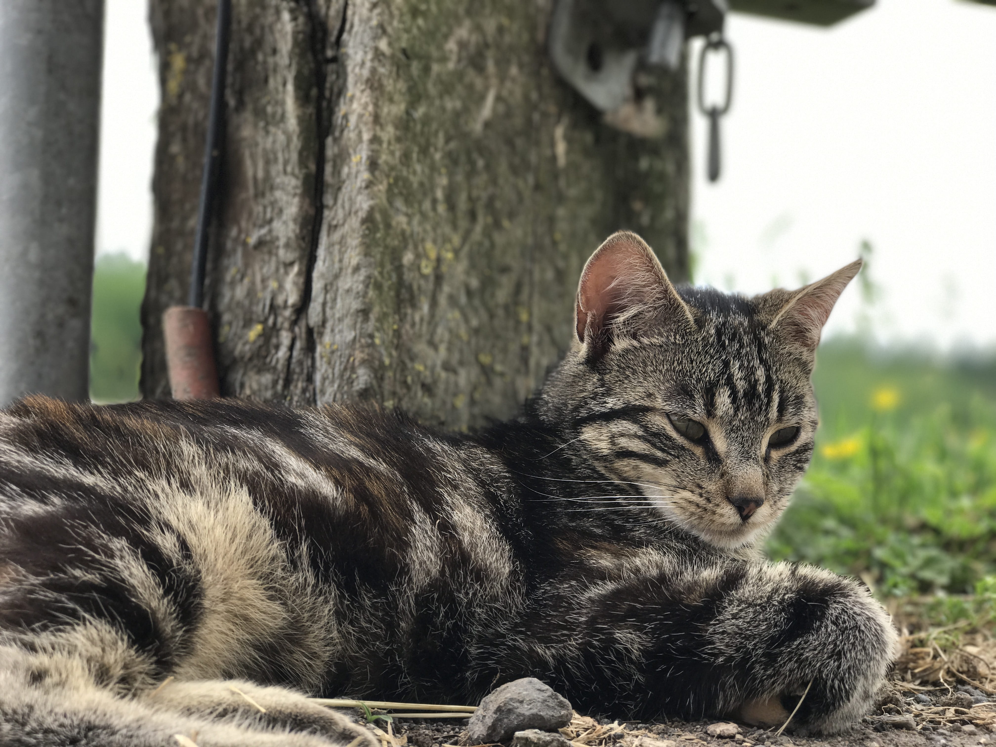 fur, no people, nature, outdoors, Cat, plant, animal themes, tree, kitten, striped, whisker, cute, animal, 4K, domestic Cat, day, close-up, focus on foreground, HD Wallpaper