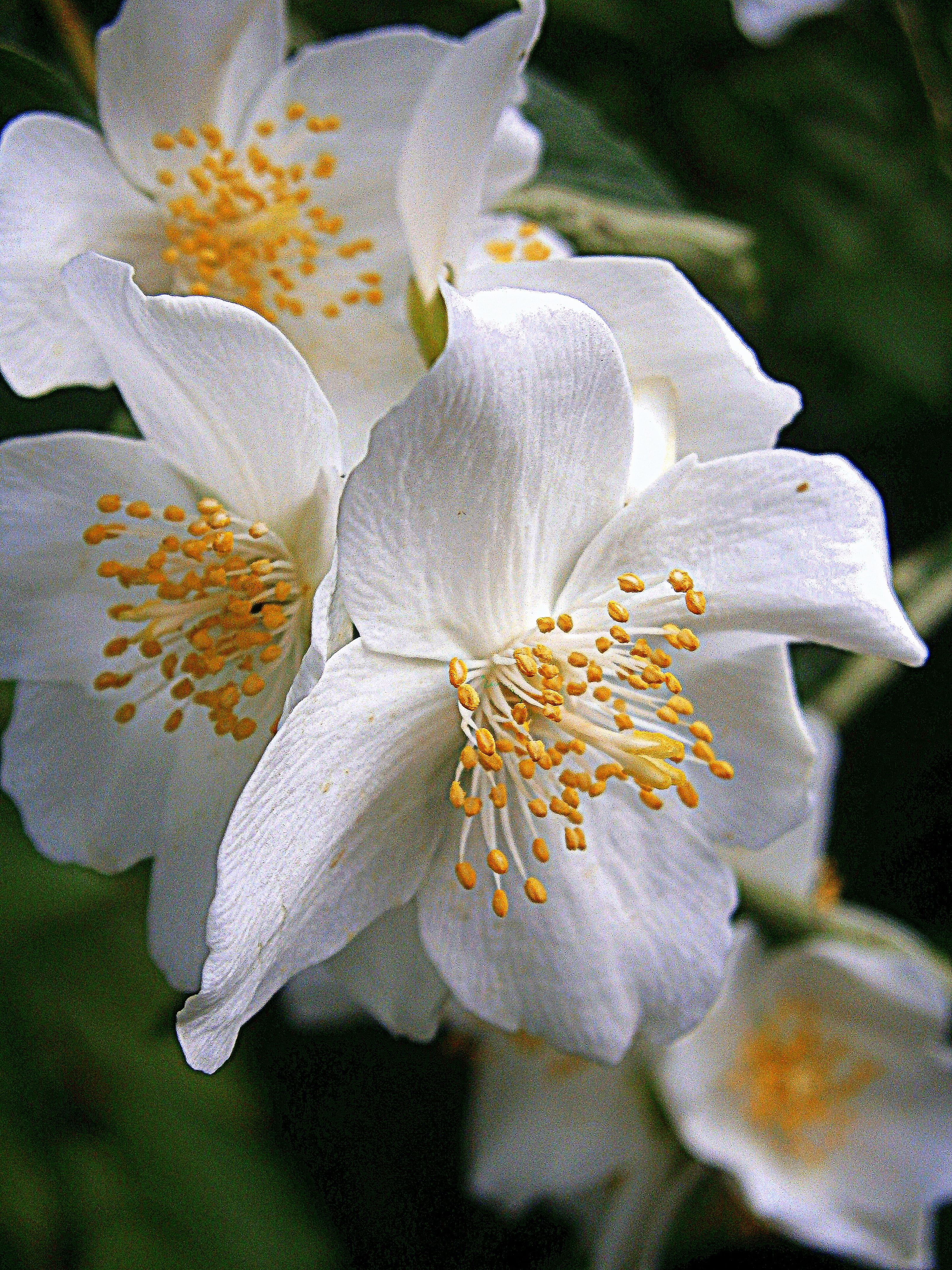 Summer Jasmine, flora, fragrance, flowering plant, mock orange, springtime, close, no people, focus on foreground, bauer, flowering time, philadelphus coronary, Phone HD Wallpaper