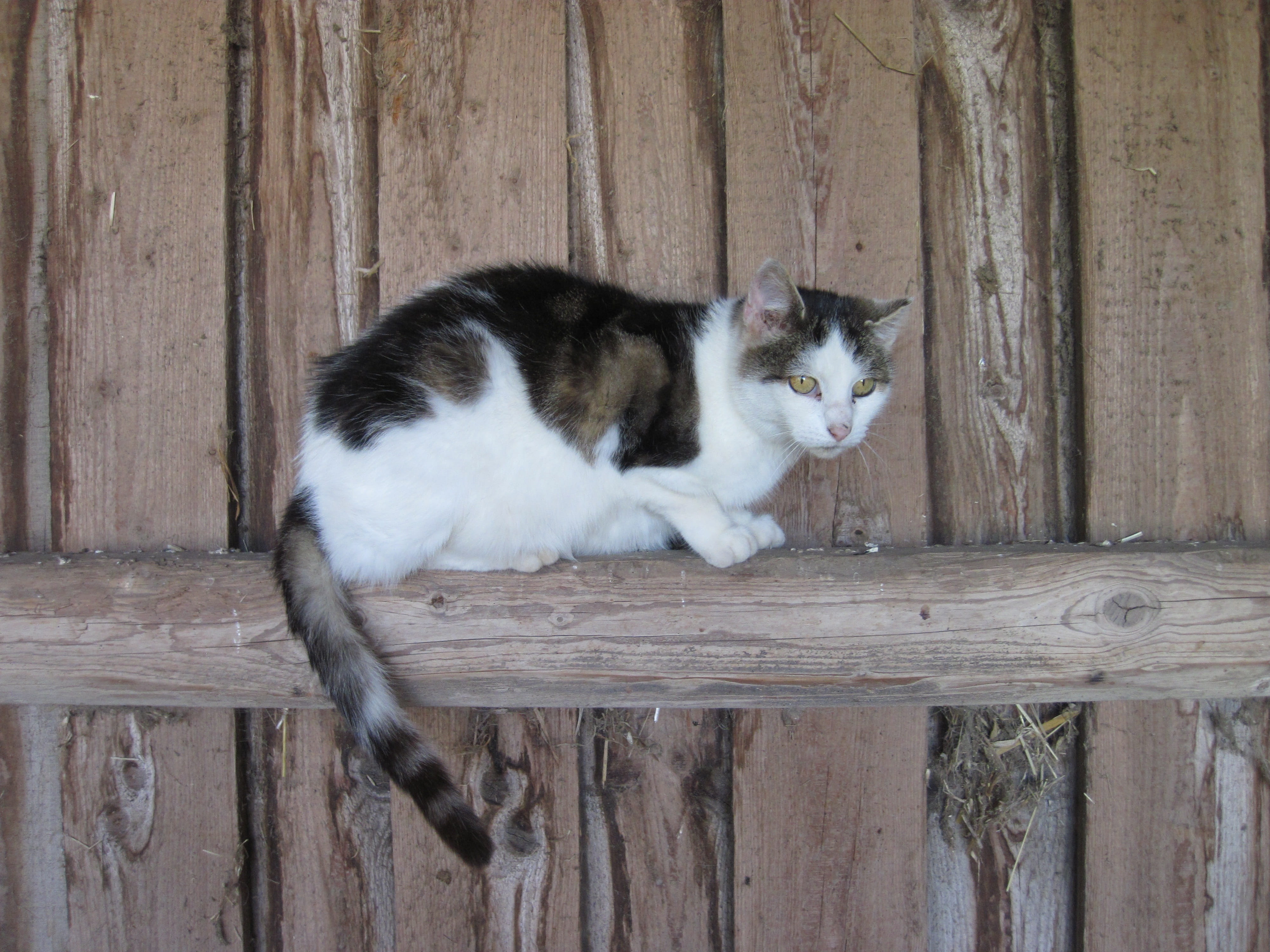 wildlife photography, whisker, animal themes, Domestic Cat, animal, no people, mammal, 4K, wood - material, one animal, feline, Stall, boundary, Wood, HD Wallpaper