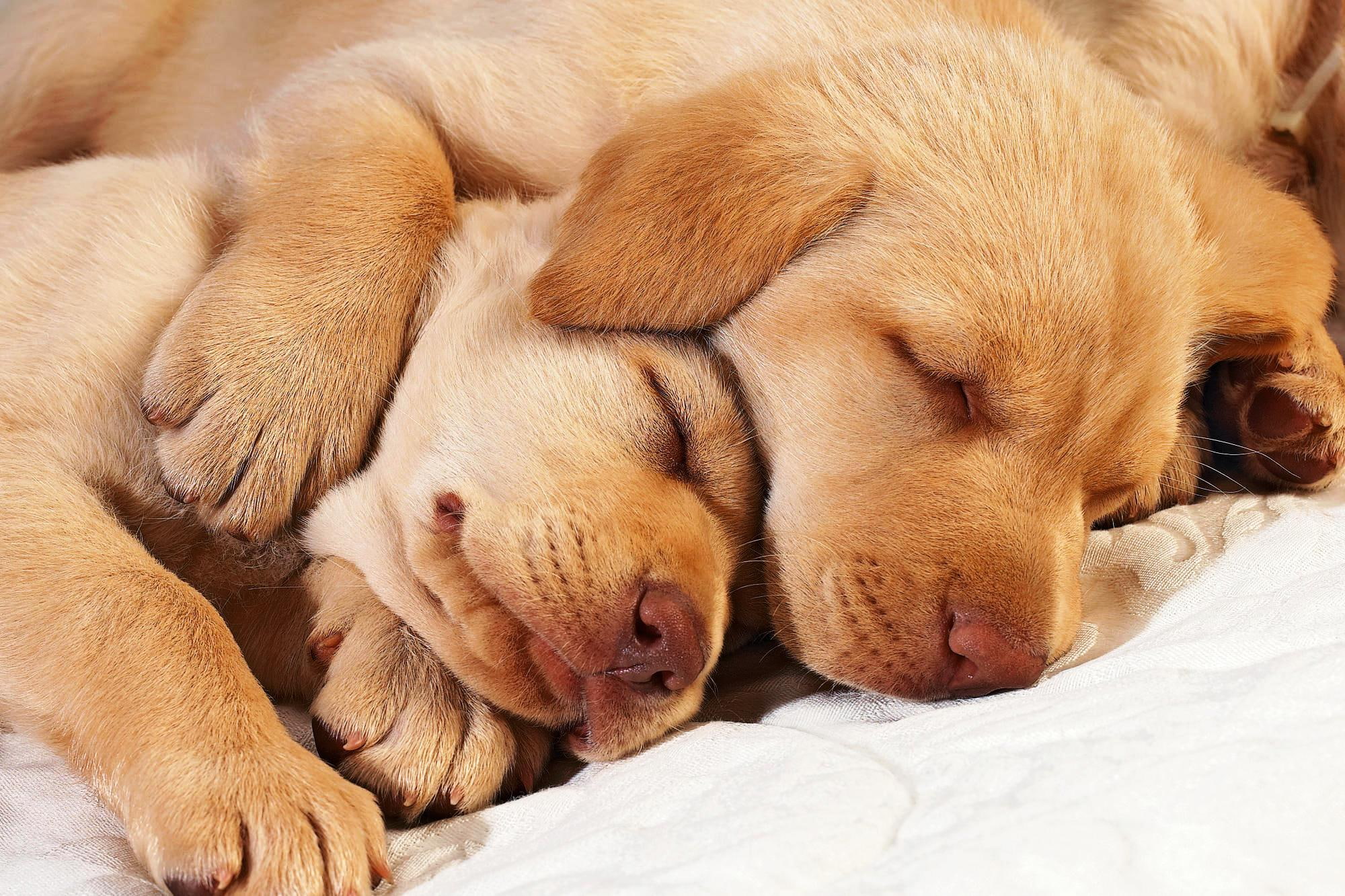 1080P, siesta, no molestar, time, animals, dulce, HD Wallpaper