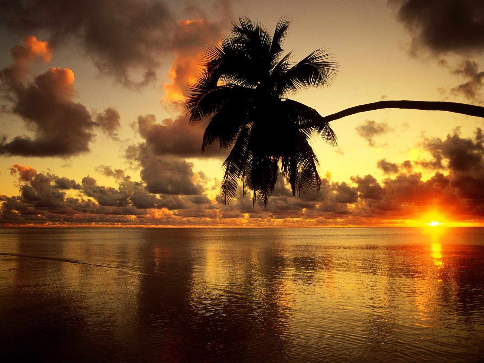 Beach, scenics - nature, coconut palm tree, 720P, Nature, tree, tropical climate, silhouette, waterfront, tranquility, palm tree, orange color, sky, plant, HD Wallpaper