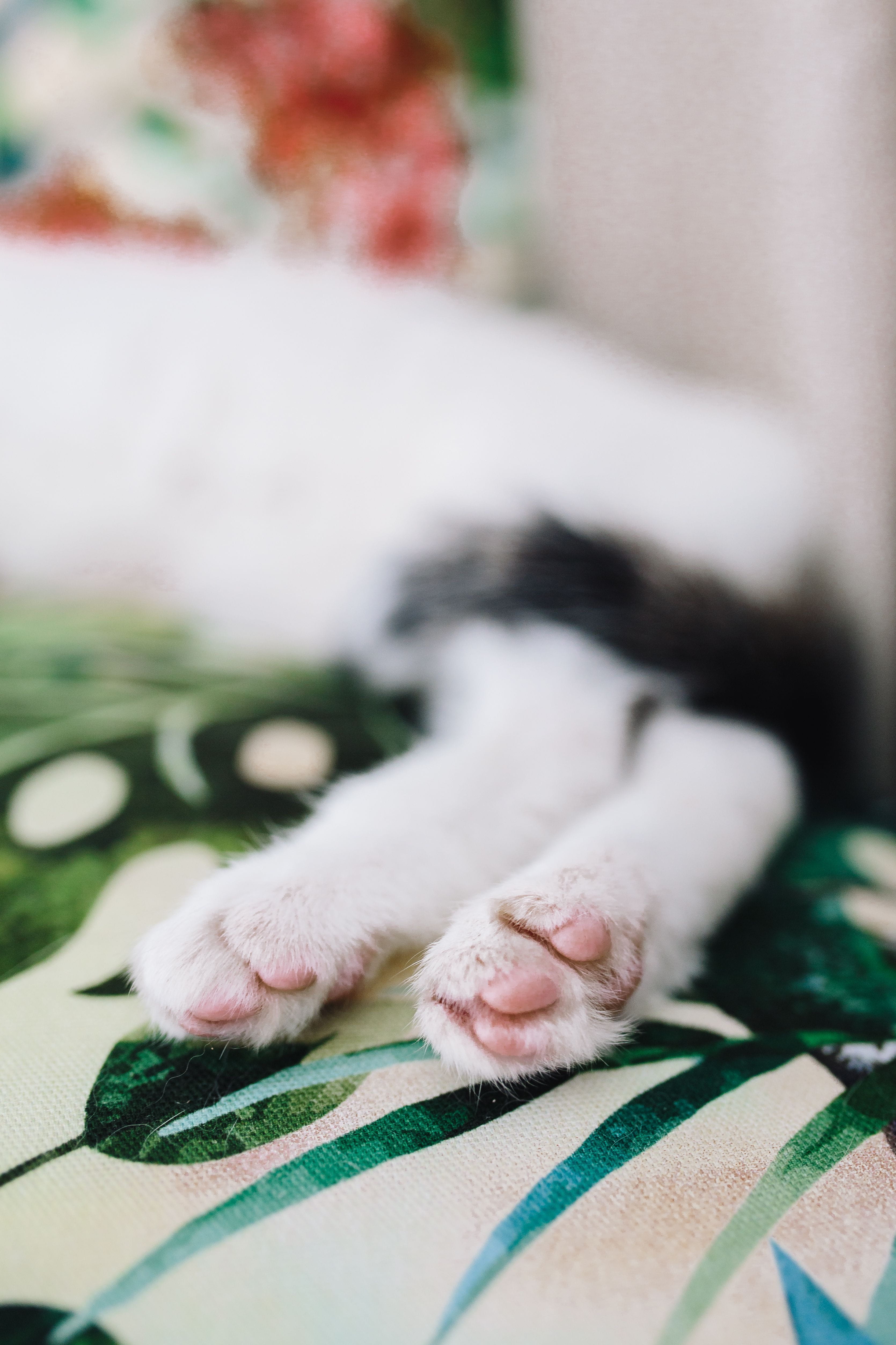 support, Essential element, 4K, vertebrate, animal body part, close-up, domestic cat, element, animal leg, animal, cute, cuteness, domestic, domestic animals, Phone HD Wallpaper