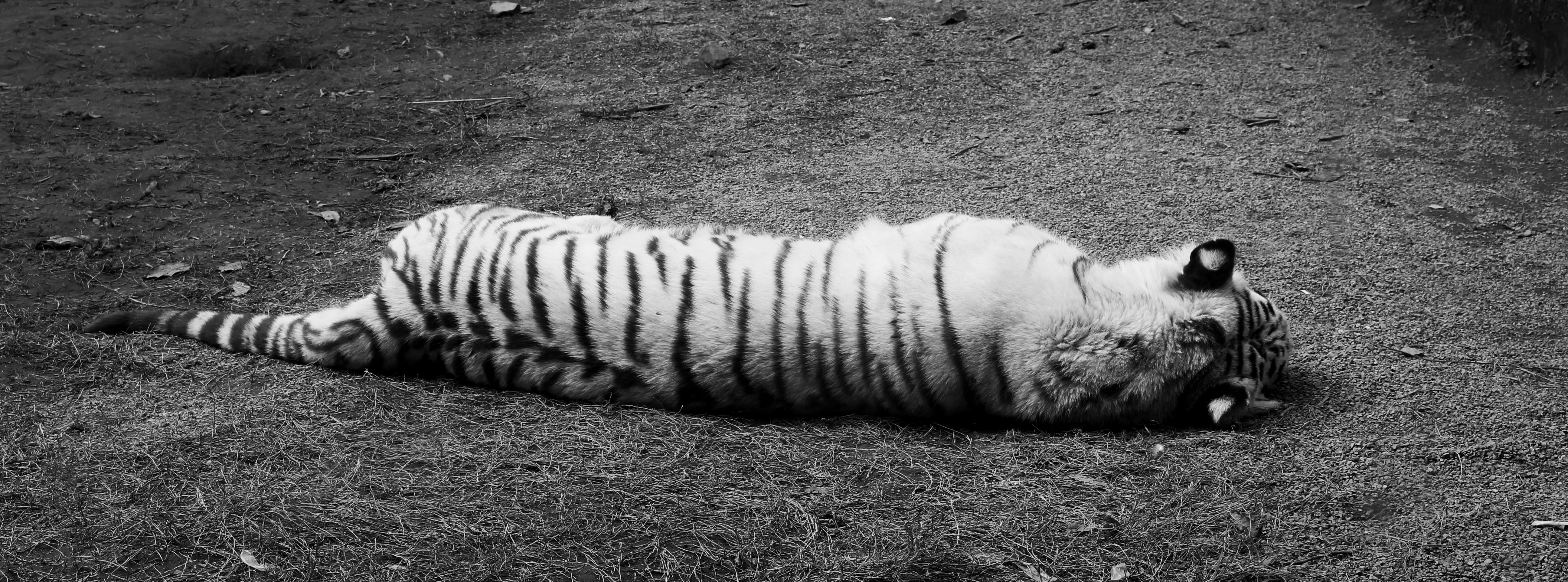 field, feline, nature, pets, full length, sleeping, zoo, high angle view, lying down, relax, vertebrate, cat, domestic, predator, white tiger, land, siesta, HD Wallpaper