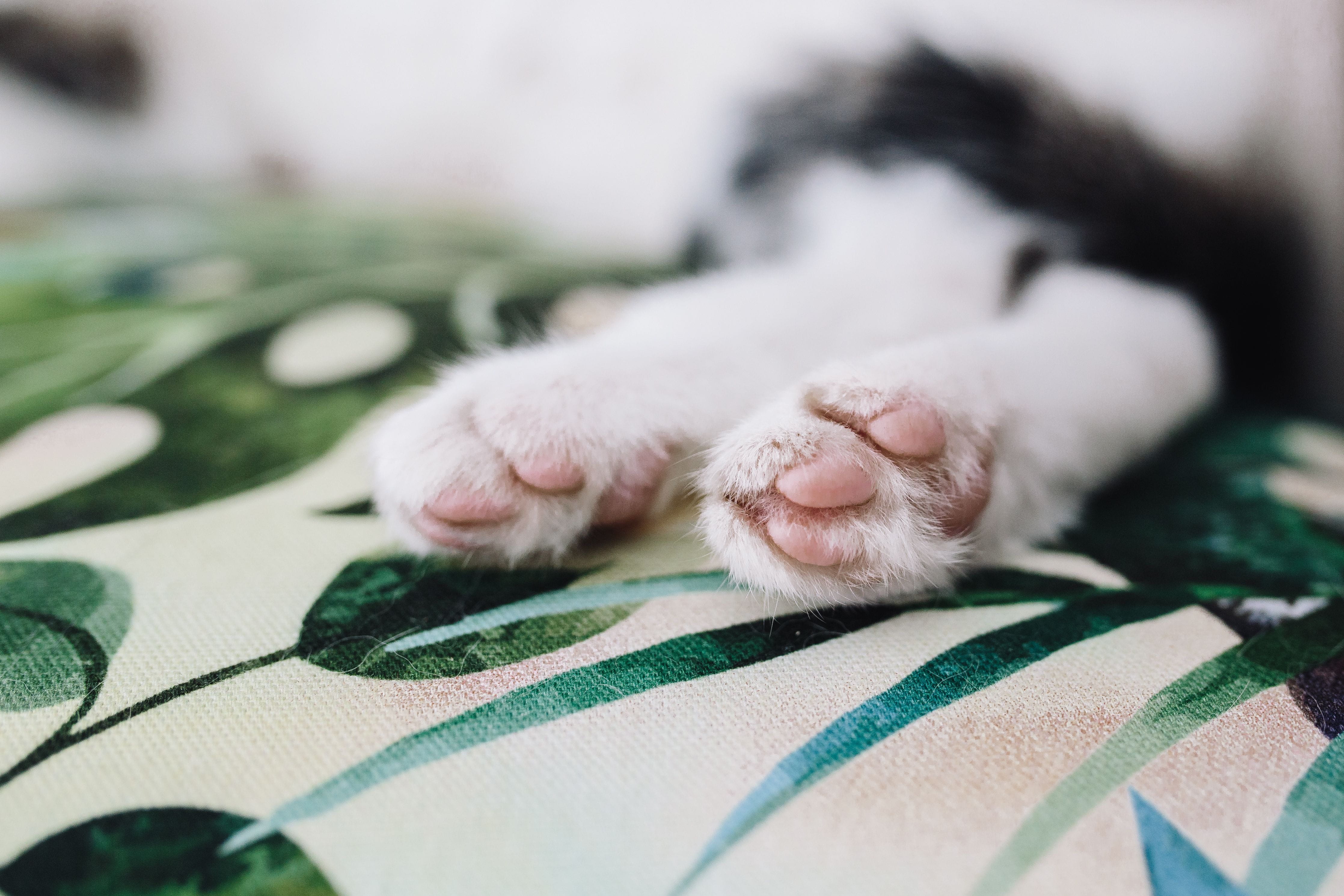 asleep, animal leg, cute, one animal, domestic Animals, wall, animal head, wall unit, siesta, nap, paw, no people, Essential element, cuteness, white color, HD Wallpaper