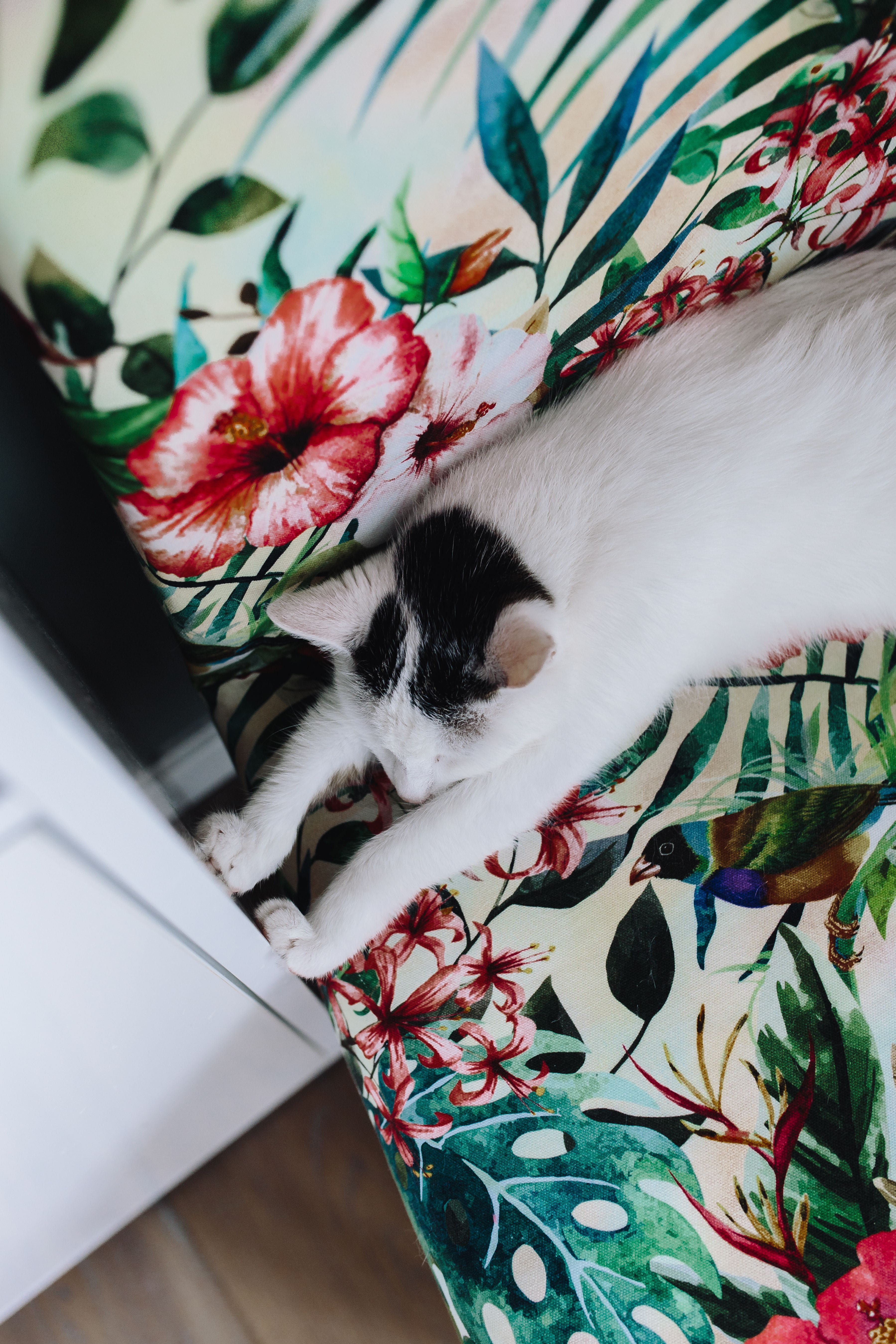 lazy, Essential element, one animal, kitty, nap, indoors, pets, wall unit, element, softness, relax, resting, cat, sleeping, siesta, whisker, kitten, cuteness, Phone HD Wallpaper
