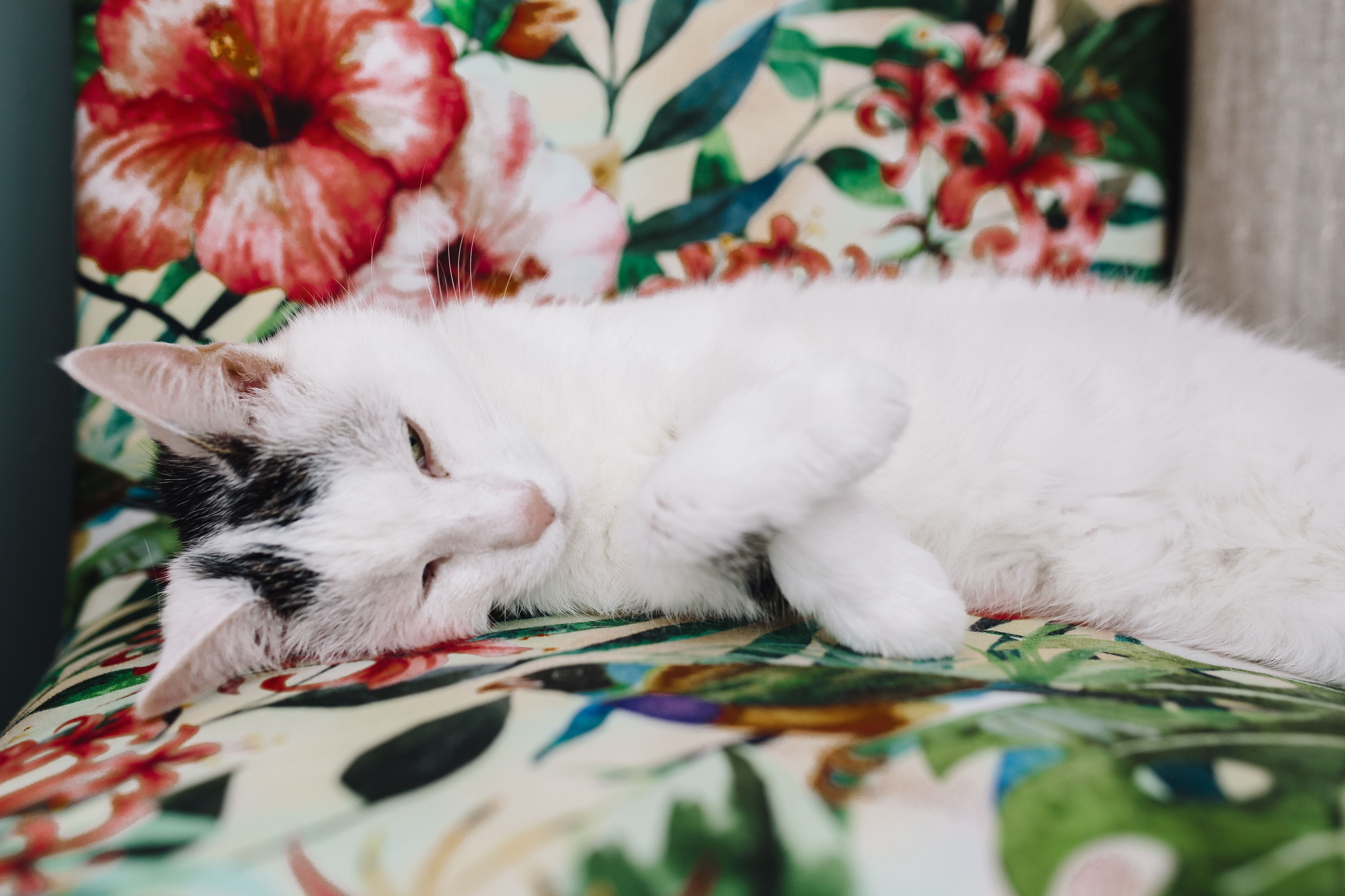 animal themes, day, one animal, domestic Cat, white color, 5K, support, furniture, nap, mammal, animal, sweet, siesta, vertebrate, kitten, element, domestic Animals, HD Wallpaper
