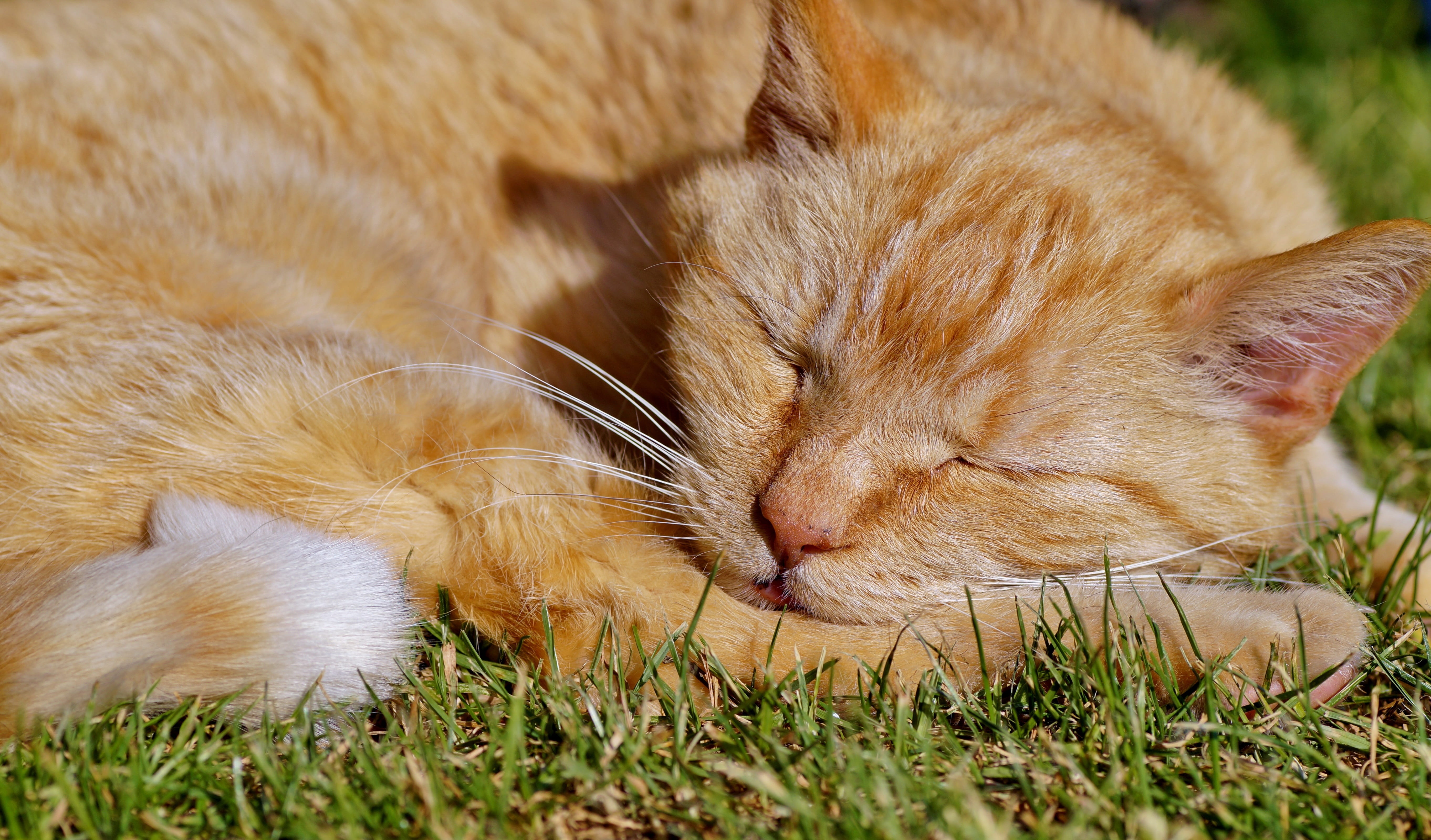 close-up, no people, pets, feline, ginger cat, relaxation, one animal, domestic cat, tabby, do not disturb, 5K, lying down, cat, animal themes, whisker, HD Wallpaper
