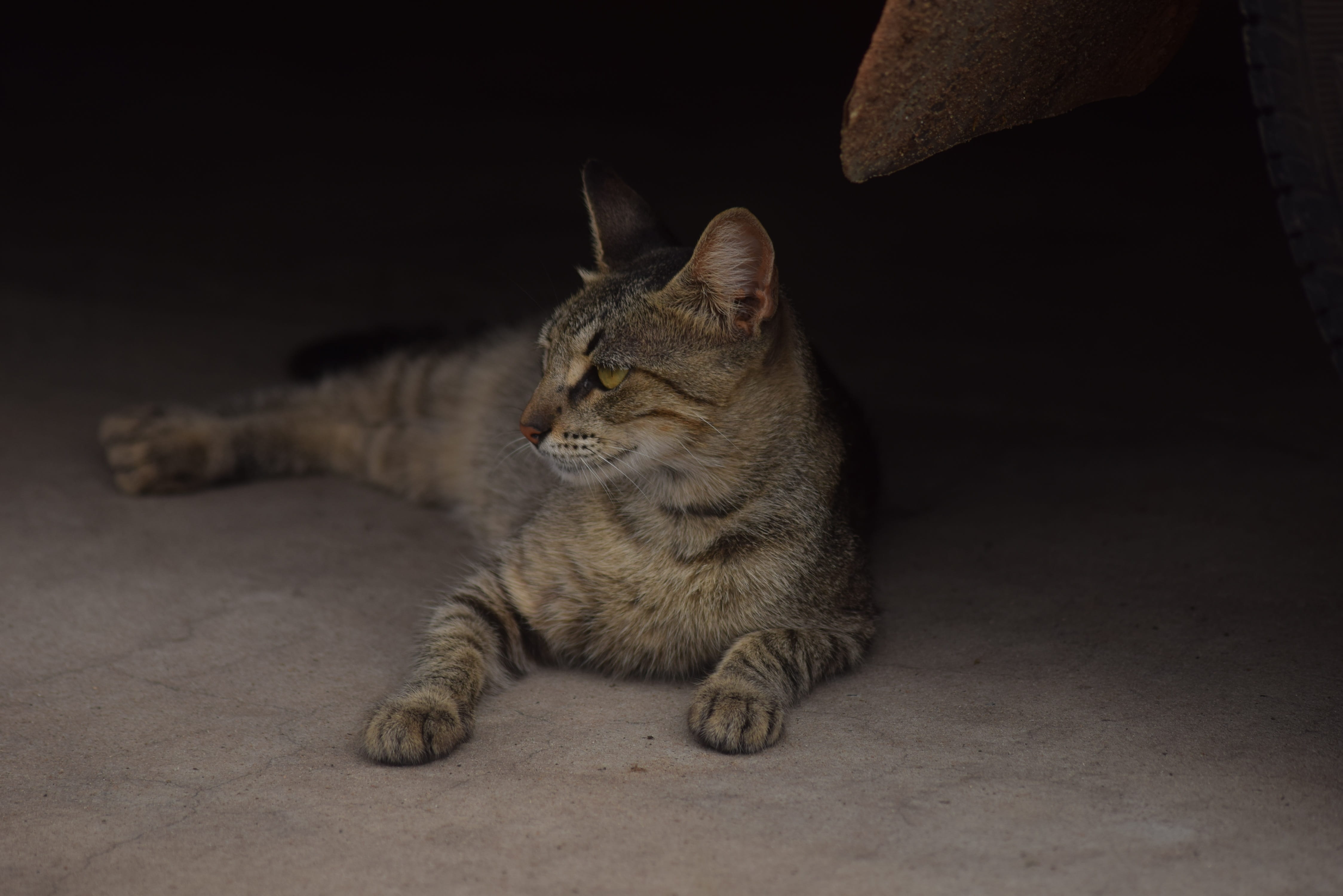 cute, look, whisker, flooring, animal themes, Lying, 4K, domestic, lying cat, pussycat, tabby, domestic animals, wild, animal body part, pets, domestic cat, HD Wallpaper