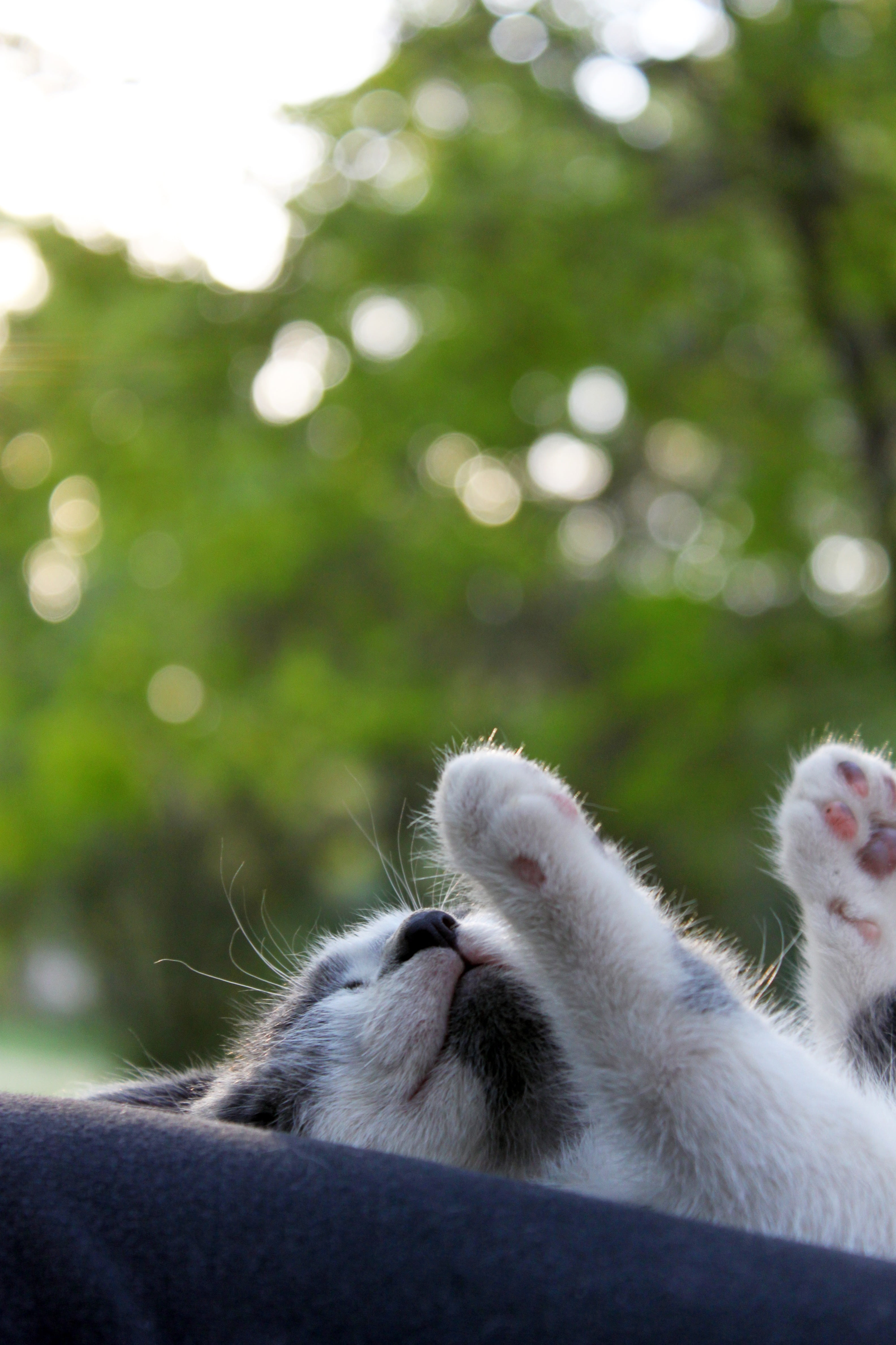 outdoors, black, tree, relaxation, rest, grey, white, feline, siesta, lying down, domestic, gata, cat, animal themes, short, no people, furred, focus on foreground, Phone HD Wallpaper
