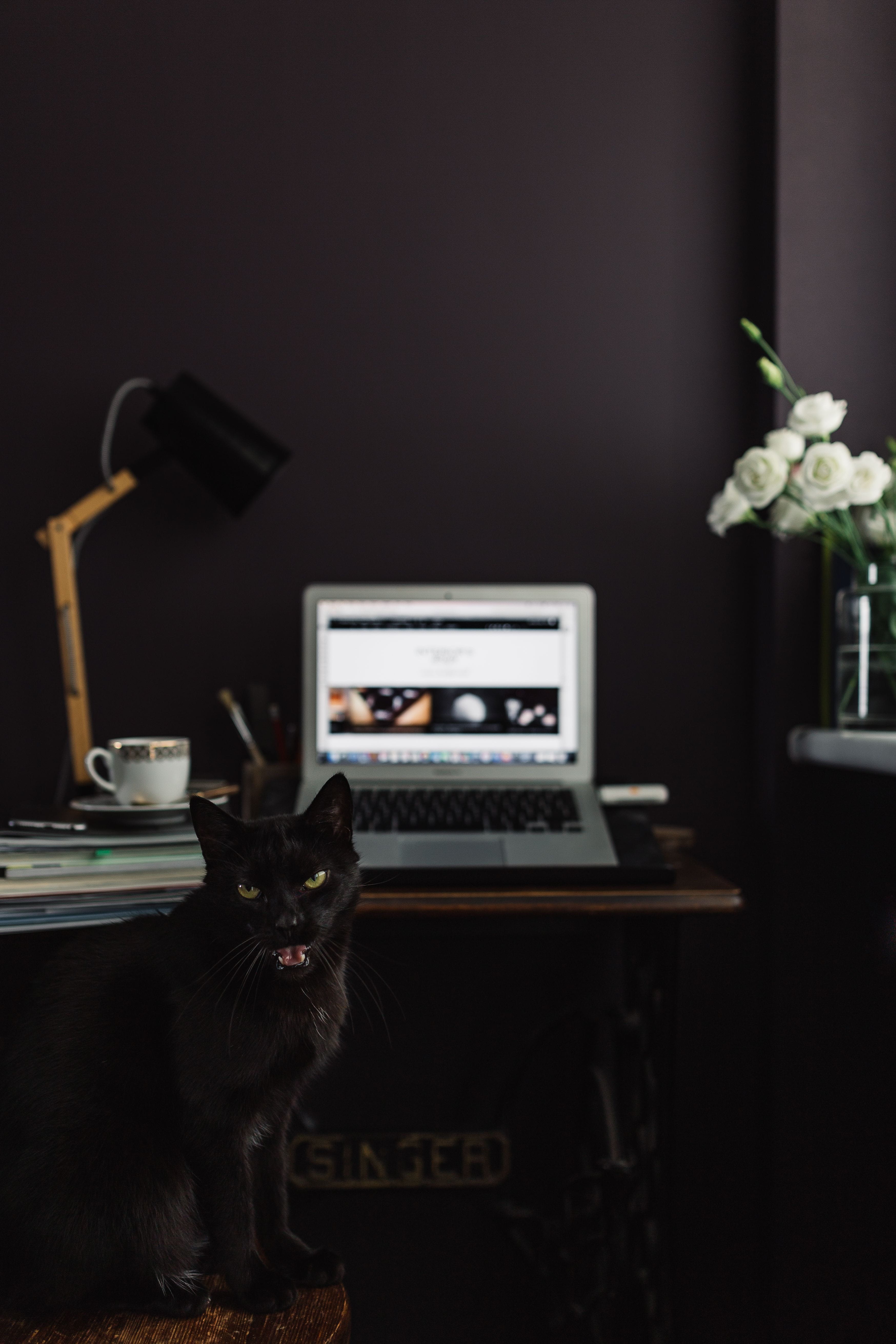 indoors, dark, laptop, home, 5K, domestic animals, feline, idea, macbook, desk, workplace, domestic, animal, contemporary, mammal, one animal, home interior, Phone HD Wallpaper
