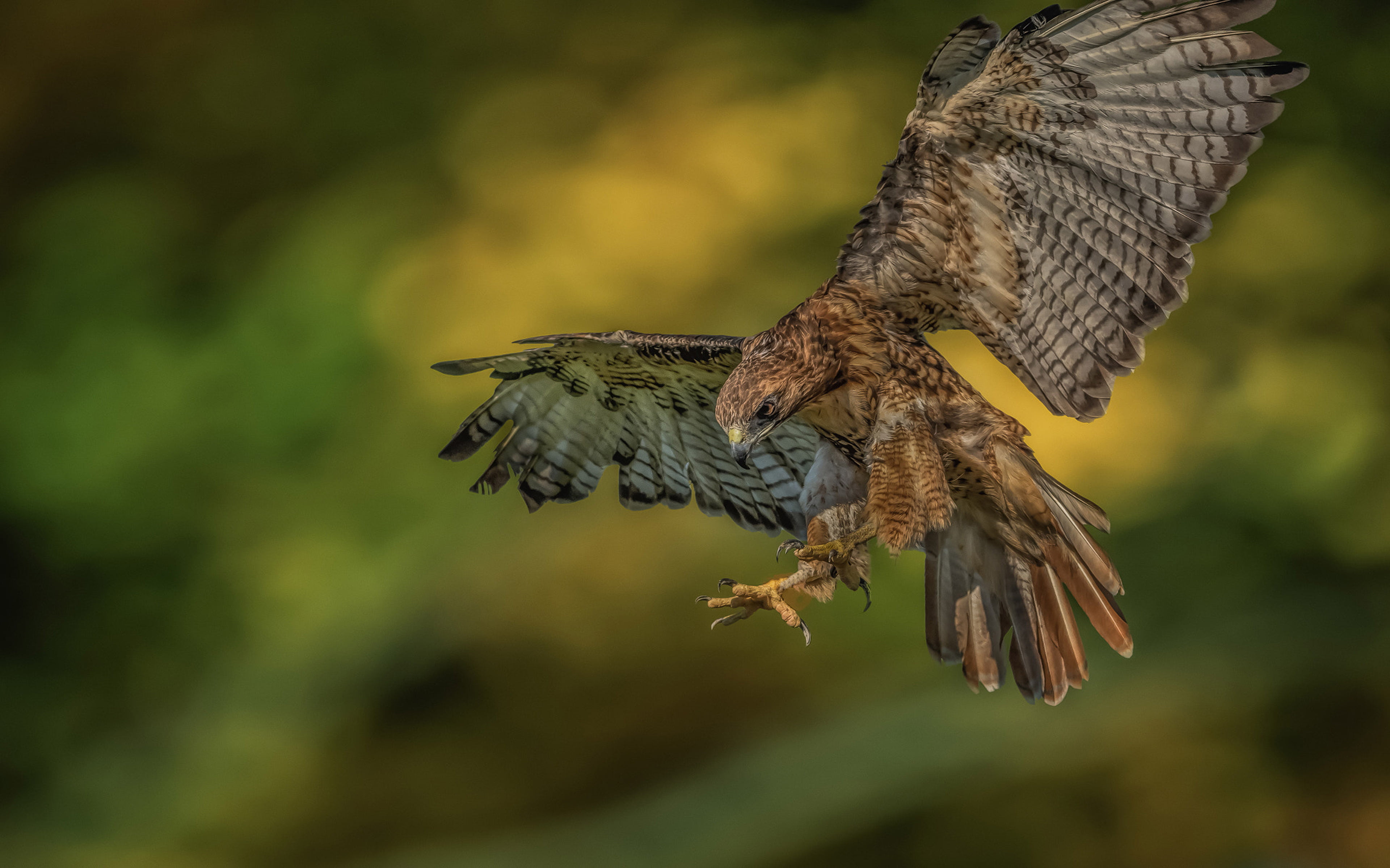 india, red, nature, close-up, north, flying, bird, much, prey, animal themes, outdoors, animal, zoology, canada, selective focus, tailed, alaska, west, HD Wallpaper