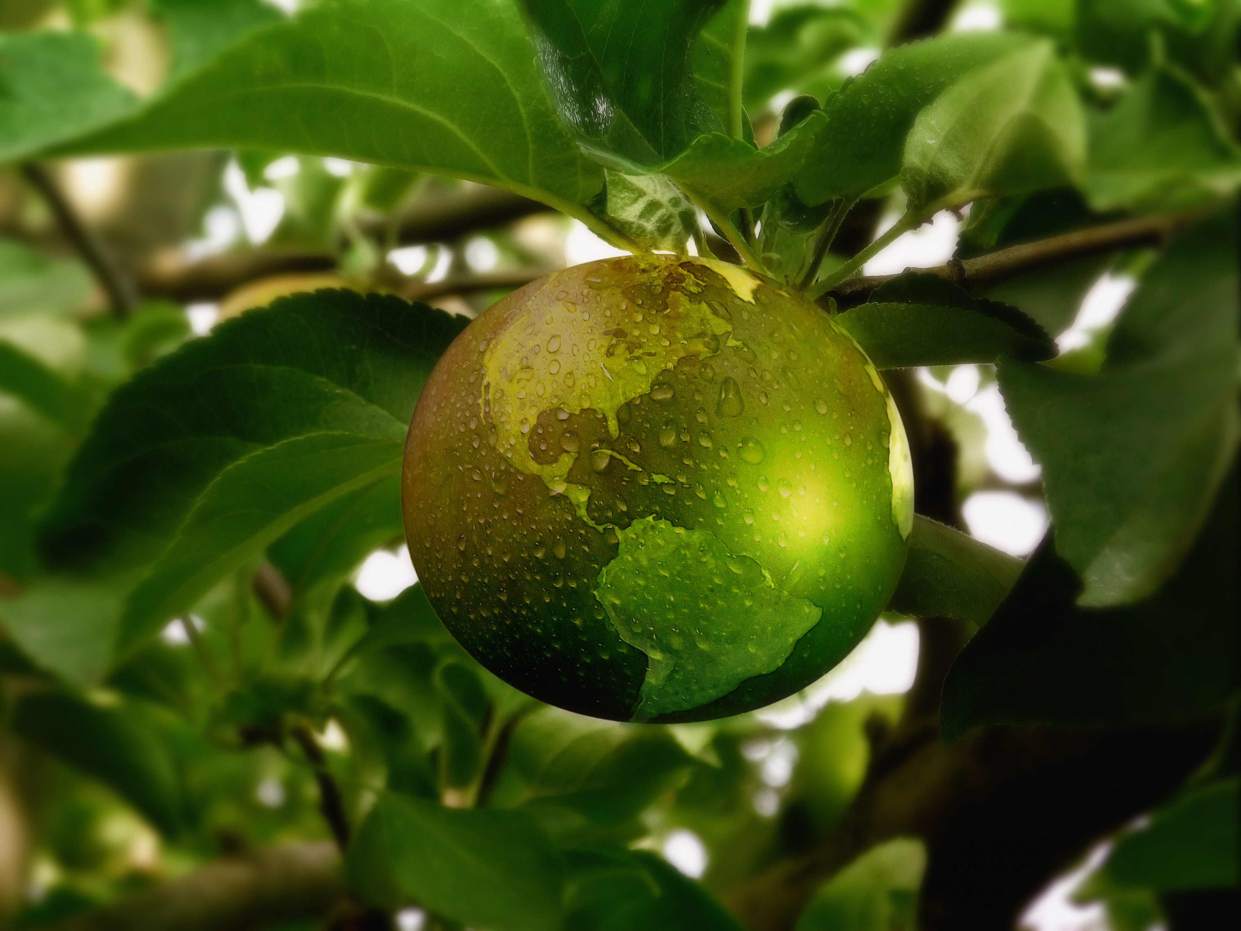 healthy eating, environment, together, grass, beauty in nature, photography, fruit tree, forward, close-up, plant, current, world, nature, ripe, 4K, earth, HD Wallpaper