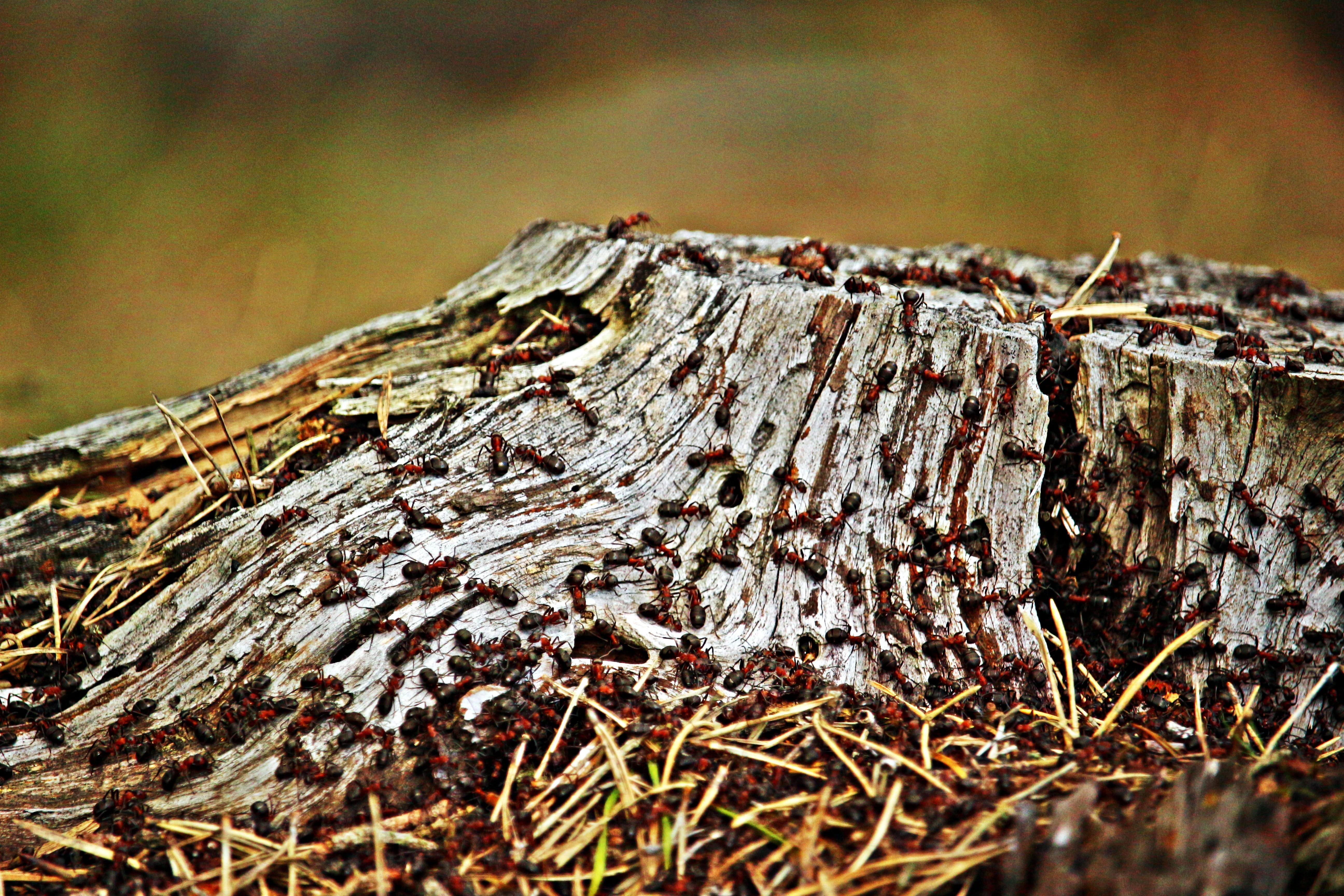 wood ant colony, trunk, brown, insect, wood - Material, outdoors, focus on foreground, textured, ant population, 5K, woodland, moss, wood ants, plant, HD Wallpaper