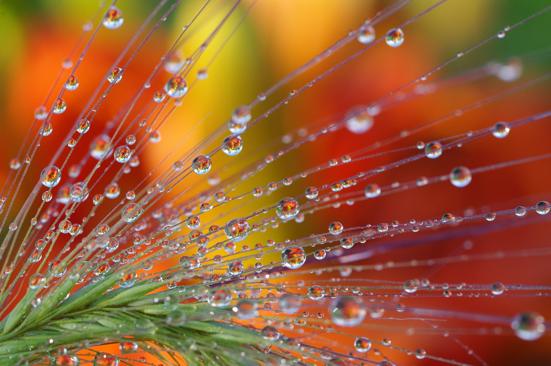 macro, close, reflection, Association, plants, photography, water, beauty, flower, droplets, nature, fantasy, drops, 1080P, HD Wallpaper